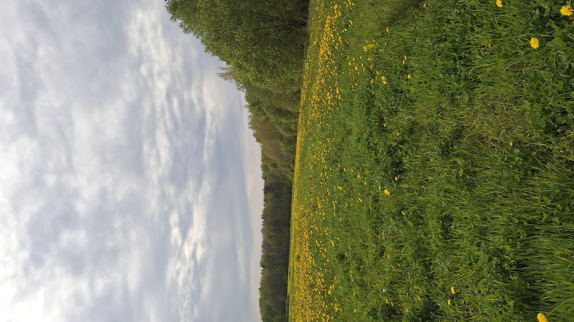 The image shows a field of dandelions in Innolovo, Russia. The field is bordered by a forest on the left side. The sky is overcast with streaky clouds. There are no people visible.