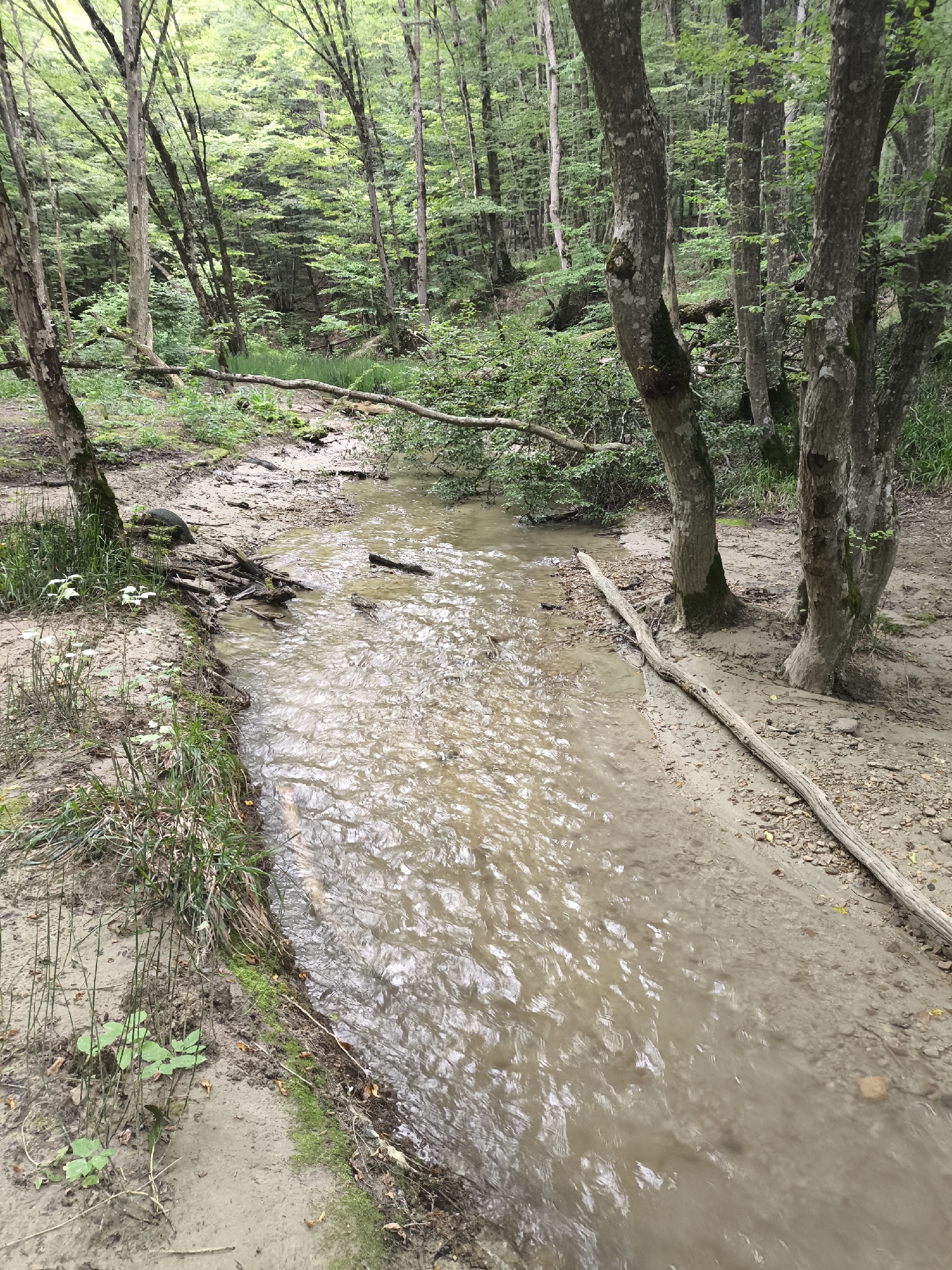The image depicts a narrow, muddy stream flowing through a dense forest. Tall trees with light-colored bark and green foliage dominate the scene, creating a canopy overhead. The ground is covered in dirt, leaves, and scattered branches. A large fallen log lies across the stream in the foreground. Small white flowers grow along the bank of the stream on the left side. The water is murky and appears to be flowing gently. The overall impression is of a natural, somewhat wild environment within a forest. There are no people or animals visible in the image. This scene could be found in the forested areas surrounding the city of Stavropol, Russia, where similar natural landscapes are present.