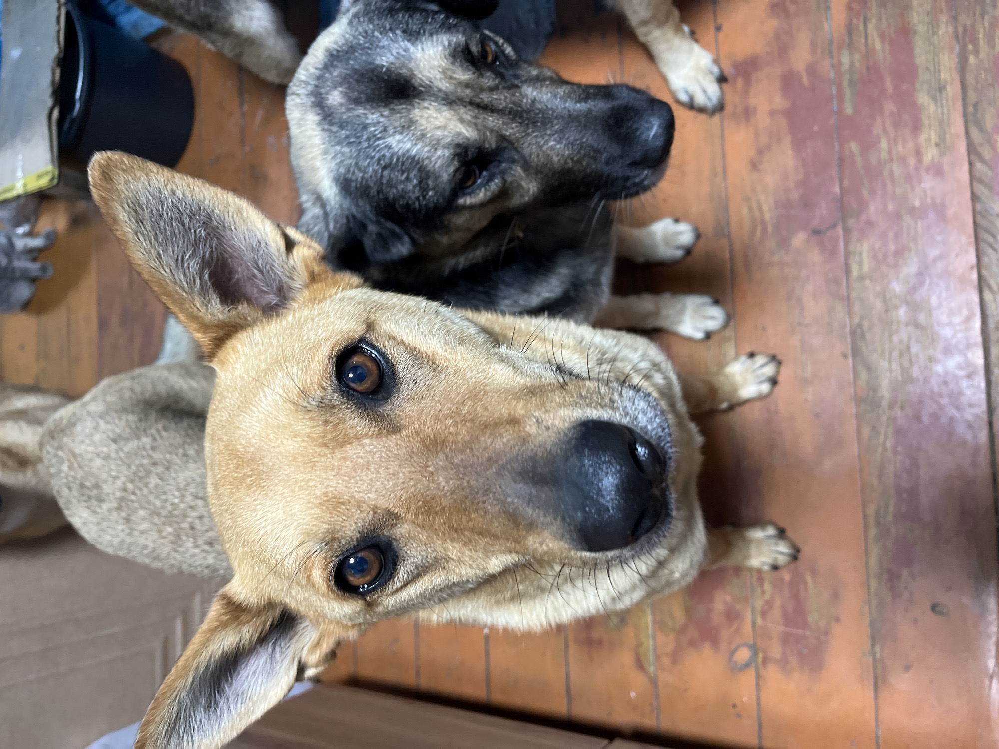 Two dogs are looking up at the camera. The dog in the foreground is light brown with large ears and dark brown eyes. The dog next to it is darker brown and gray with similar features. Both dogs appear to be sitting on a wooden floor. The background is out of focus but includes a cardboard box and a black bucket. There is no indication of the location being Nizhny Tagil, Russia.