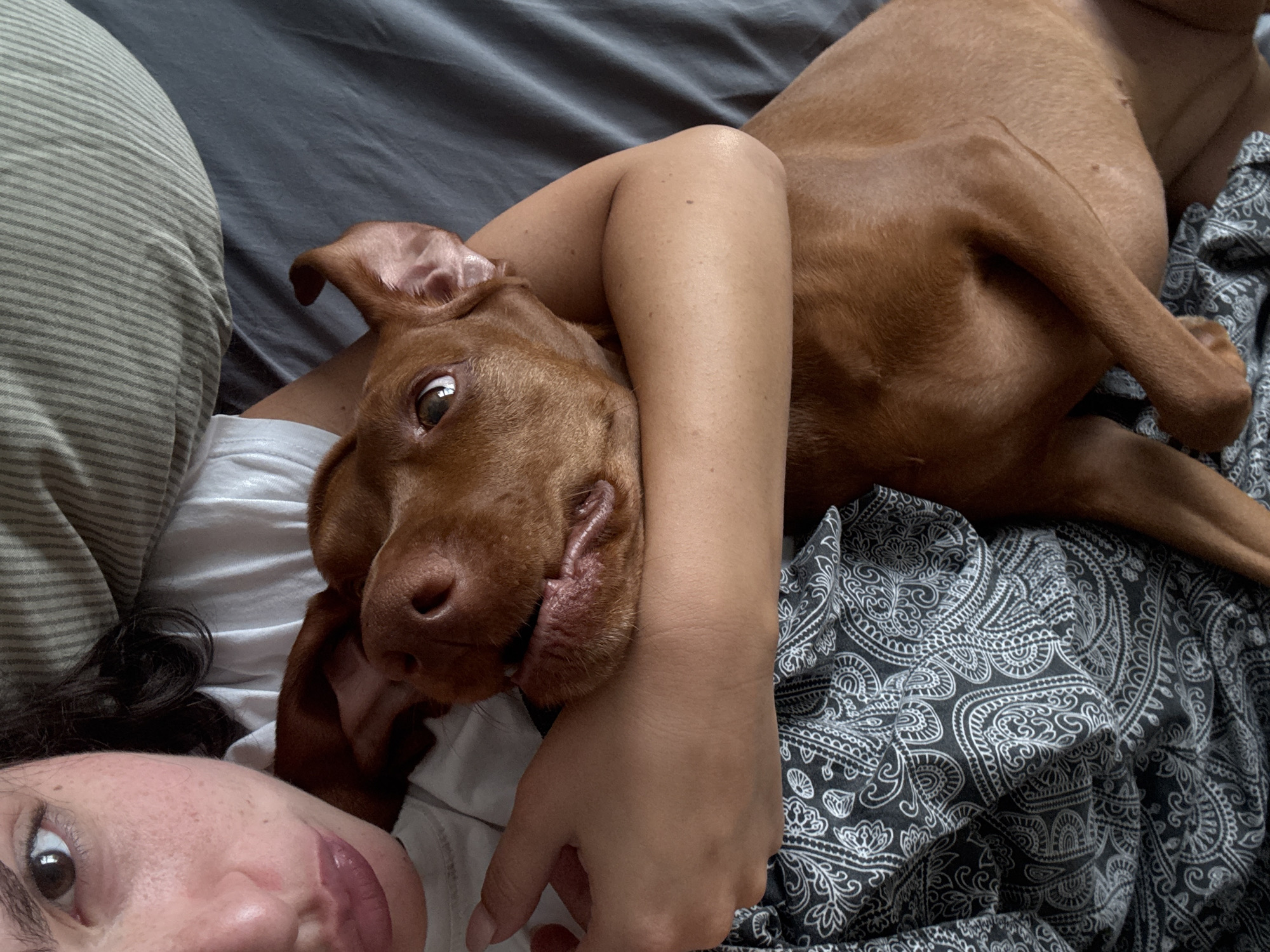An intimate, close-up indoor shot captures a person cuddling with a reddish-brown dog, likely in a bed or on a sofa, in what appears to be a cozy domestic setting in Sofia, Bulgaria.
The person's face is partially visible in the lower-left corner of the frame, showing a brown eye looking towards the camera, part of their nose, and a portion of their mouth with what appears to be lip gloss. Dark, curly hair frames their face, and they are wearing a white t-shirt. Their right arm is draped affectionately around the dog's neck and shoulder, pulling the animal close.
The dog, a reddish-brown breed (possibly a Vizsla), is the central focus. Its head rests on the person's arm and chest, with one expressive eye looking directly at the camera. Its head is slightly tilted, conveying an endearing and curious expression. The dog's floppy ear is visible, revealing its pink inner ear.
The background consists of various textures of bedding. A light gray striped pillow or duvet is on the far left. A plain dark gray sheet or duvet is seen in the upper middle. On the right, a dark gray patterned duvet featuring white paisley or bandana-like designs covers the dog's body and the bed.
The lighting is soft and even, suggesting an indoor environment without harsh natural light, perhaps morning or evening. The overall mood of the image is one of warmth, comfort, and affectionate companionship between the human and their pet. No text is visible in the image.