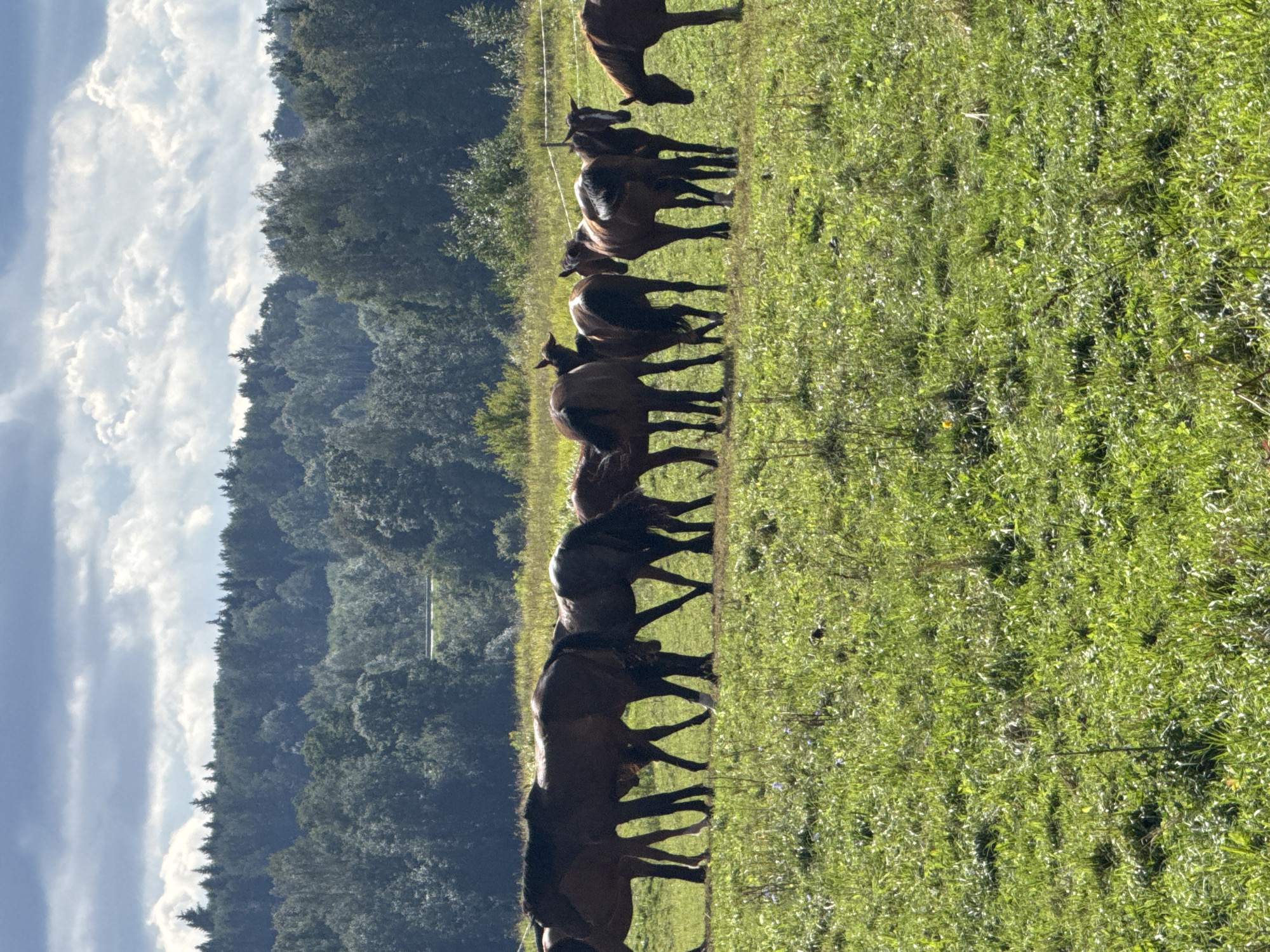 A herd of horses grazes in a sun-drenched field in Putiniškės, Lithuania. The horses, of varying shades of brown, stand in a line, some with their heads down grazing and others looking towards the viewer. The field is covered in lush green grass with scattered wildflowers and tall stalks of vegetation. In the background, a dense forest borders the field, with a clear blue sky dotted with fluffy white clouds overhead. A thin white fence runs horizontally across the background, separating the field from the forest.