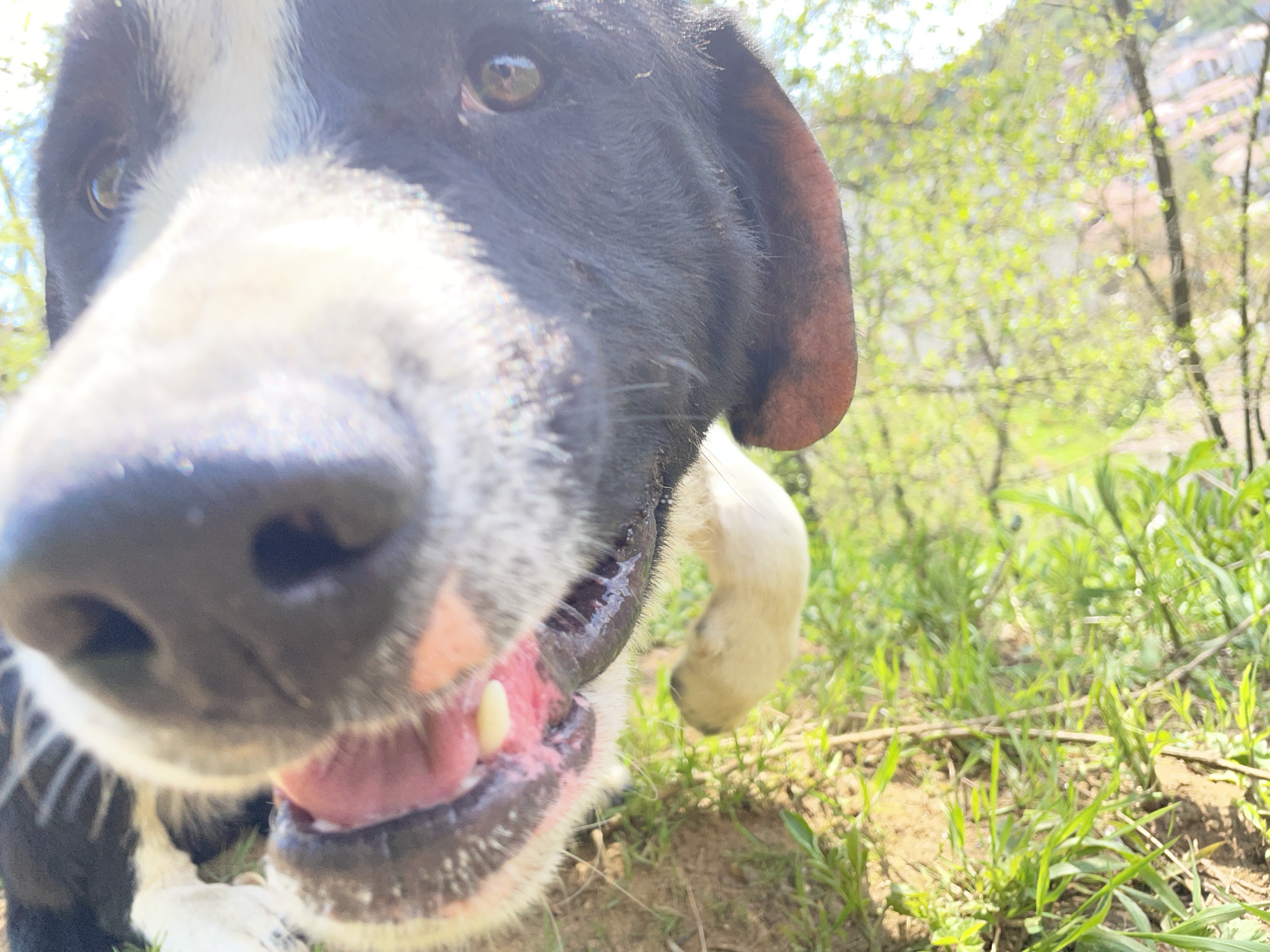 This close-up, low-angle photograph features a black and white dog, likely a medium to large breed, looking directly into the camera. The dog's face dominates the foreground, with its dark, wet nose and white muzzle appearing very prominent and slightly out of focus due to its proximity to the lens. One brown eye is clearly visible, reflecting the bright outdoor light, conveying a sense of curiosity or engagement. The dog's mouth is slightly ajar, revealing a pink tongue and some teeth, suggesting a playful or panting state. One black ear is visible on the right side, along with parts of its white and black fur, and a white paw is also seen in the lower right.
The scene is set outdoors in a natural, green environment, likely in Zlatograd, Bulgaria, during the daytime under bright sunlight. The background is out of focus, showing lush green foliage, trees, and grass, indicating a wooded or grassy area, potentially on a hillside. Faint outlines of distant buildings can be discerned through the trees, suggesting a location at the edge of a town or village. The ground beneath the dog is a mix of grass and dirt. The image captures a lively and intimate moment with the dog amidst nature. There is no visible text.