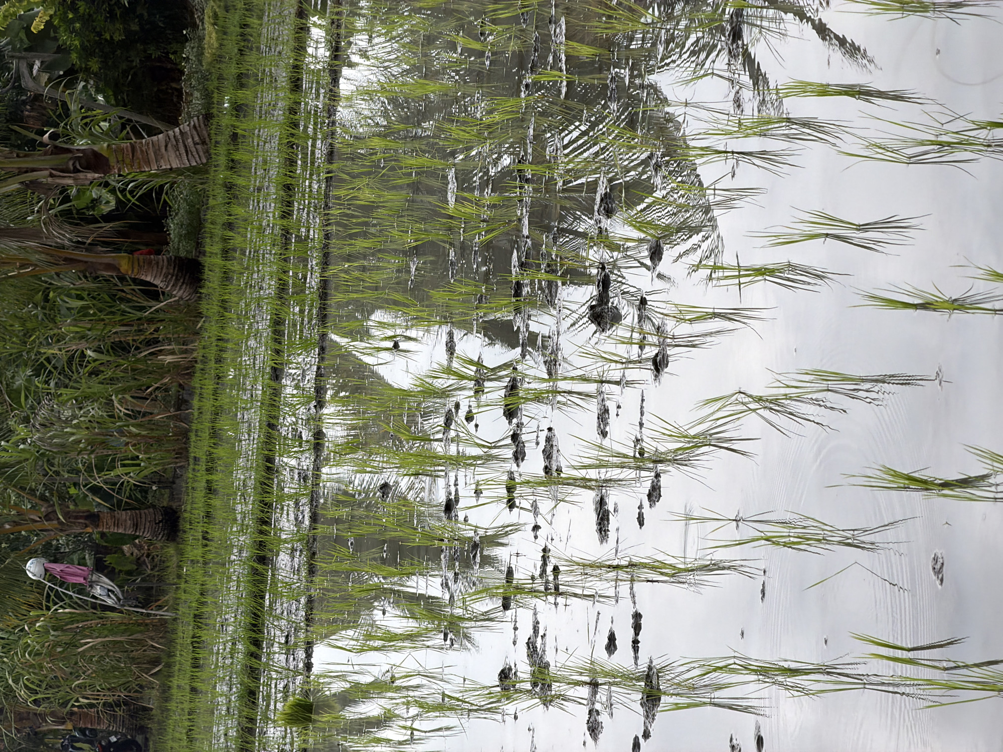 The image depicts a flooded rice paddy in Mengwi, Indonesia. Rows of young green rice plants are visible, emerging from the muddy water. The surface of the water reflects the sky and the surrounding vegetation, which includes palm trees and tall grass. In the background, a scarecrow-like figure with a pink garment and a white sphere on its head is tied to a pole, situated amidst the trees. A portion of a motorcycle is visible to the left of the scarecrow. The scene is characterized by the natural elements of a rice cultivation landscape.