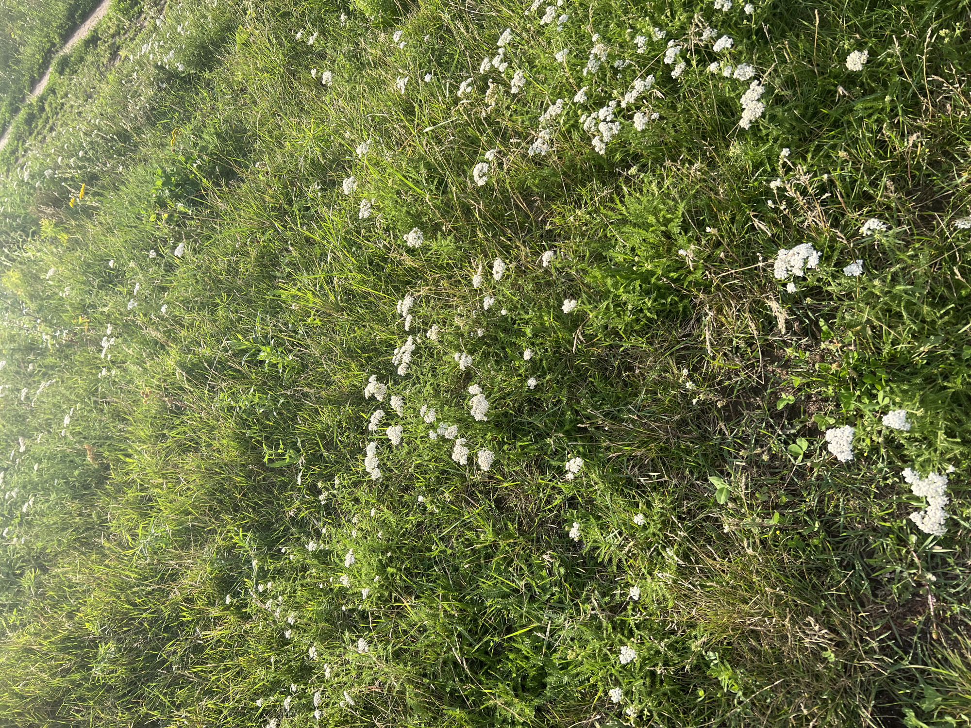 The image depicts a close-up, eye-level view of a grassy field dotted with numerous small white flowers, likely yarrow (Achillea millefolium). The grass is green and varied in height, with some dry stalks interspersed. Sunlight illuminates the scene, creating highlights and shadows, and suggesting it is daytime. A dirt path is visible in the upper right quadrant of the image, cutting through the grass. The scene is natural and appears to be in an outdoor, undeveloped area. There are no people, animals, or man-made structures other than the path. The location is Ulyanovsk, Russia, and the image likely represents a natural area such as a park, meadow, or undeveloped land within or on the outskirts of the city.