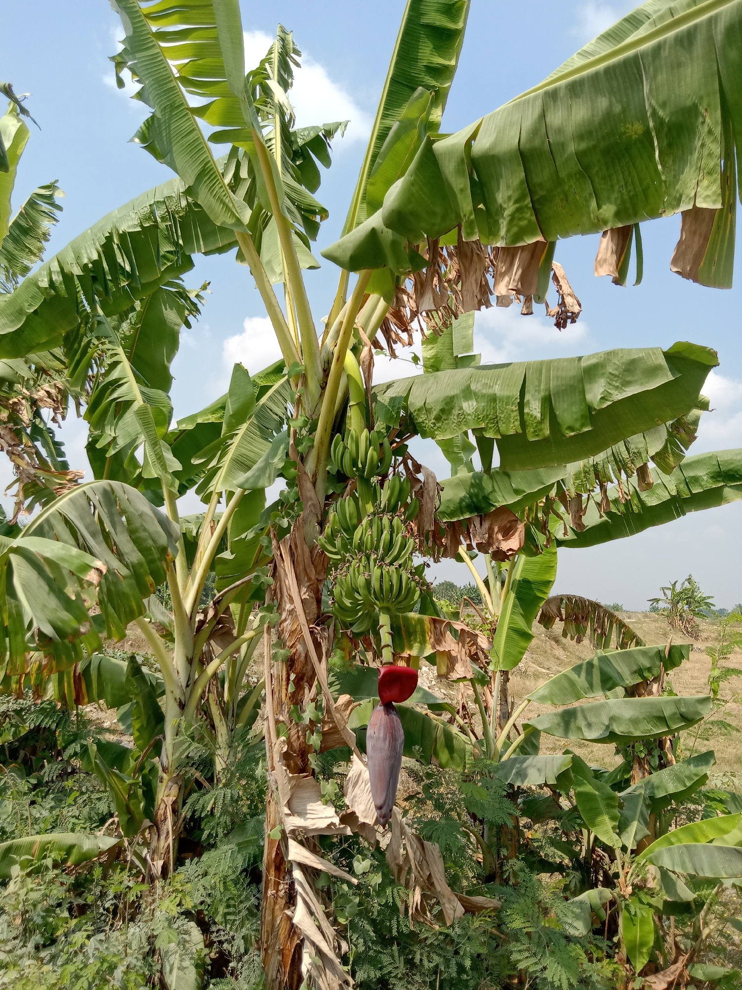 In Semen Kidul, Indonesia, a cluster of banana trees dominates the frame under a partly cloudy blue sky. The trees are laden with bunches of green bananas, and one tree displays a prominent red banana blossom hanging downwards. Some of the large banana leaves are tattered and brown, indicating their age or exposure to the elements. The ground beneath the trees is covered with dense green foliage and dry brush. In the background, a dry, grassy field stretches towards the horizon, dotted with a few more distant trees. The scene depicts a natural, rural environment.