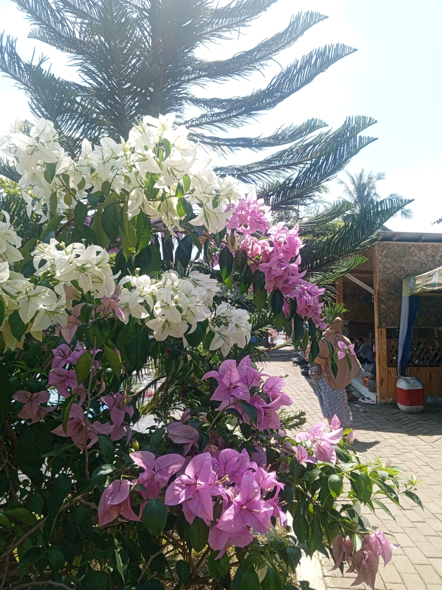 This image depicts an outdoor scene in Darsono, Indonesia, featuring vibrant bougainvillea flowers in bloom, with white and pink varieties prominently displayed in the foreground. Behind the flowers, a large pine tree with its characteristic needle-like foliage dominates the upper portion of the frame, silhouetted against a bright, clear sky. In the background, there is a thatched-roof structure, likely a gazebo or shelter, with people seated inside. A woman wearing a hijab and a patterned dress walks along a paved pathway, adding a human element to the scene. The environment appears to be a public space, possibly a park or a recreational area, indicated by the paving stones and the presence of outdoor seating. The lighting suggests it is daytime, with the sun casting shadows and highlighting the textures of the flowers and foliage.