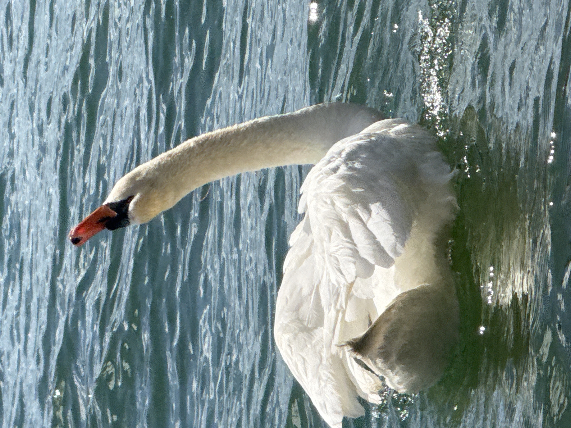 A white swan is in the Starnberger See, Germany, with its head arched back and beak open. The swan is primarily white with some greyish tones on its neck and body, and its beak is orange with a black tip. The water is choppy with green and blue hues, reflecting sunlight in shimmering patches. The swan's body is submerged in the water, with its wings spread slightly.
