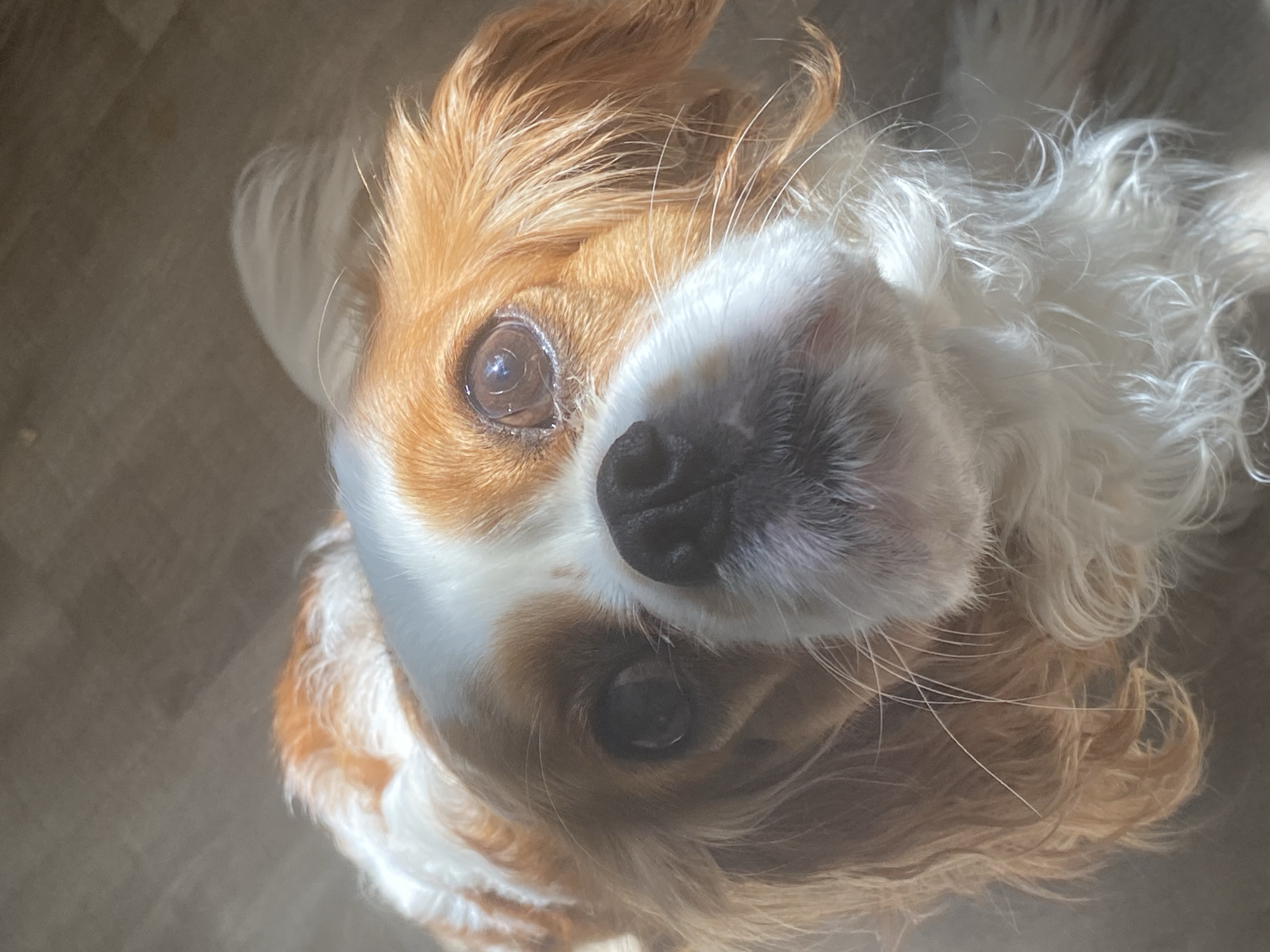 A close-up shot focuses on the face of a Cavalier King Charles Spaniel. The dog's head is tilted upwards, with its gaze directed towards the camera. Sunlight illuminates the dog's fur, highlighting its white and tan markings and the texture of its hair. The background is a blurred wooden floor. The image does not contain any information about the city of Unknown, Unknown.