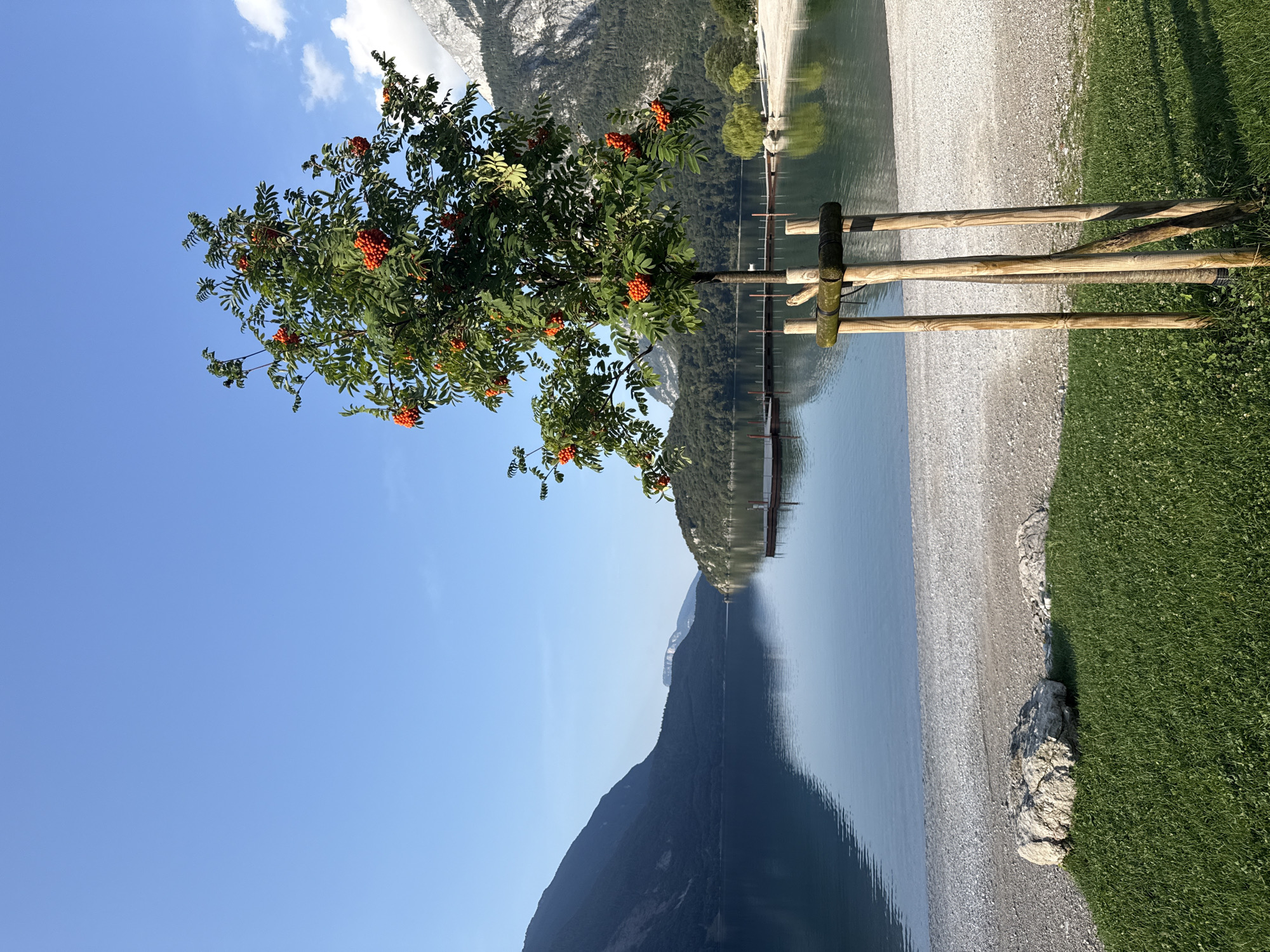 This image depicts a scenic view of a clear blue sky over a tranquil lake and surrounding mountains. In the foreground, a young tree with bright orange berries stands supported by wooden stakes. A small patch of green grass is visible in front of the tree, along with a few large rocks. The lake extends into the background, bordered by lush green hills and imposing mountains. A wooden dock with a red railing is situated on the water. The shoreline is composed of small pebbles. The scene is bathed in bright, natural light, suggesting it was taken on a sunny day. While the location is identified as Molveno, Italy, no people are visible in the image.