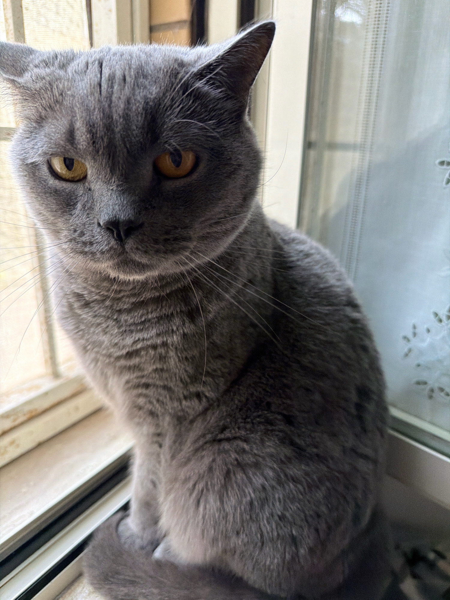A British Shorthair cat with gray fur and orange eyes sits on a windowsill. The cat is looking directly at the camera. The windowsill is made of white material and is divided into horizontal sections. Behind the cat, a window with sheer white curtains is visible. The background is out of focus but appears to be an indoor setting with natural light coming through the window. There is no indication of the city of Rome, Italy, in this image.