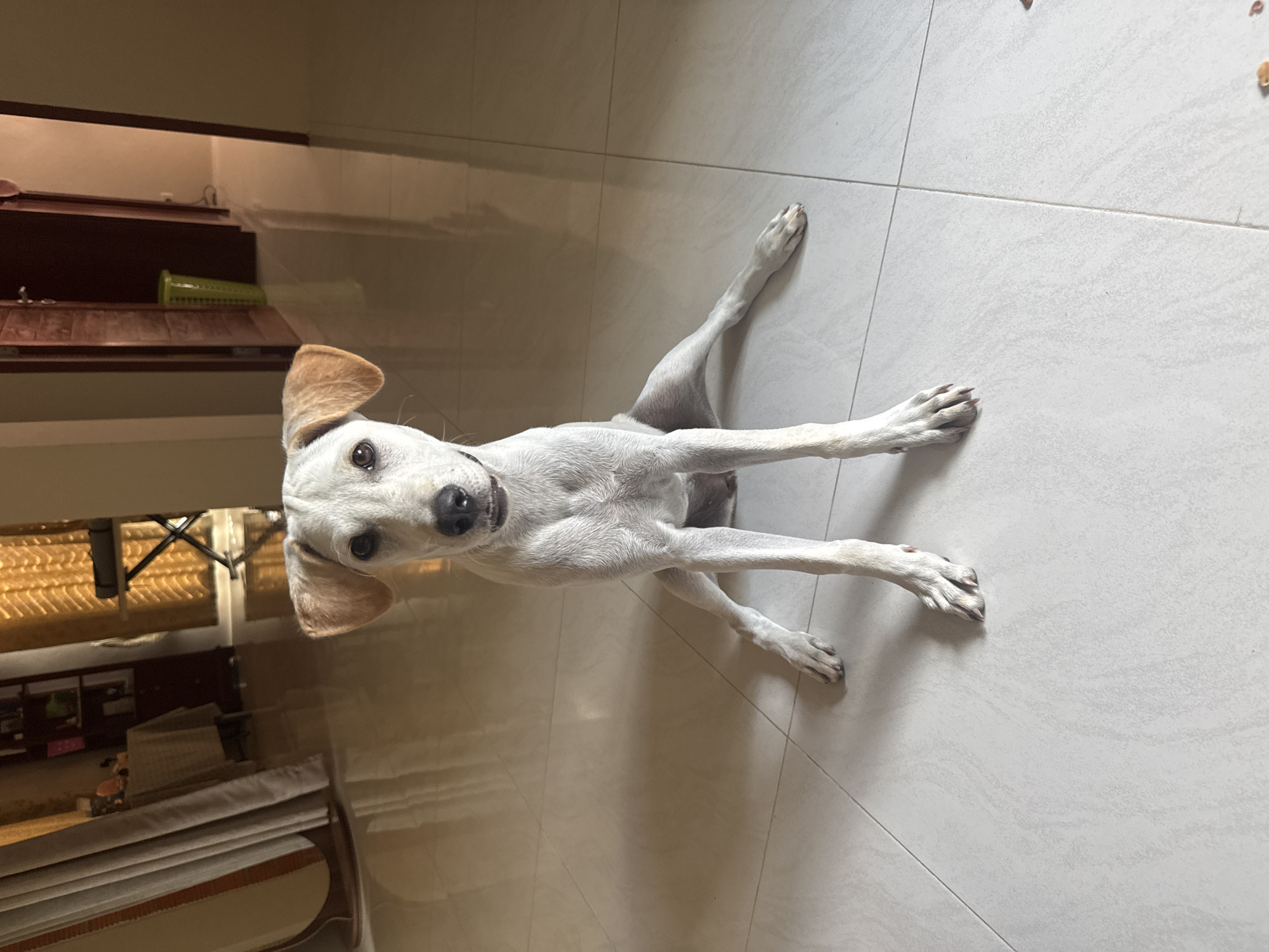 A white dog with tan ears sits on a tiled floor in a residential interior. The dog is facing forward, with its front legs extended. The background shows a hallway with doors and a green trash can. There are also glimpses of other rooms, including one with curtains and a table, and another with what appears to be a keyboard on a stand. The lighting suggests it is daytime. The location is identified as Baan Nok Sai, Thailand.