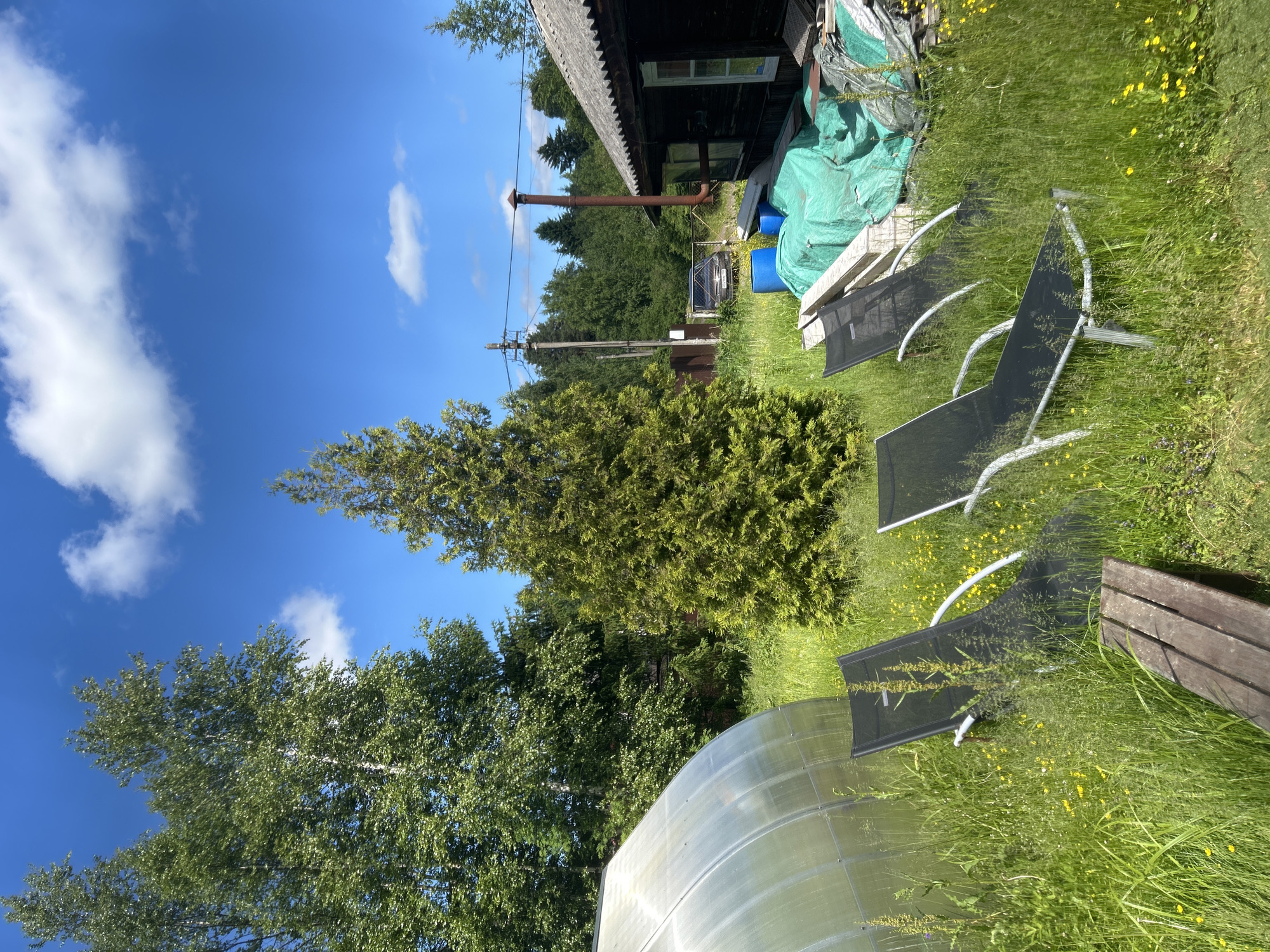 In the city of Novozhilovo, Russia, an outdoor scene unfolds under a bright blue sky with scattered white clouds. The foreground is dominated by tall, green grass dotted with small yellow flowers, with three black mesh lounge chairs with white frames arranged within it. A portion of a weathered wooden bench is visible in the lower left corner. To the left, a large, clear plastic greenhouse is partially visible, its curved surface reflecting the sunlight. Behind the greenhouse and lounge chairs, a tall, slender, conical green evergreen tree stands prominently. Further back, to the right, a rustic wooden building with a dark brown exterior and a grey, corrugated roof is situated. A rusty metal chimney pipe extends vertically from the building. Adjacent to the building, a collection of items are stored, including large blue barrels, stacks of wood, and materials covered by a large, bright green tarp. In the middle ground, beyond the items covered by the tarp, a dark-colored car is parked behind a chain-link fence. The background is a dense forest of various green trees, with utility poles and wires visible against the sky, suggesting a semi-rural or suburban setting. The overall impression is one of a somewhat unkempt, but lived-in, rural property on a sunny day.