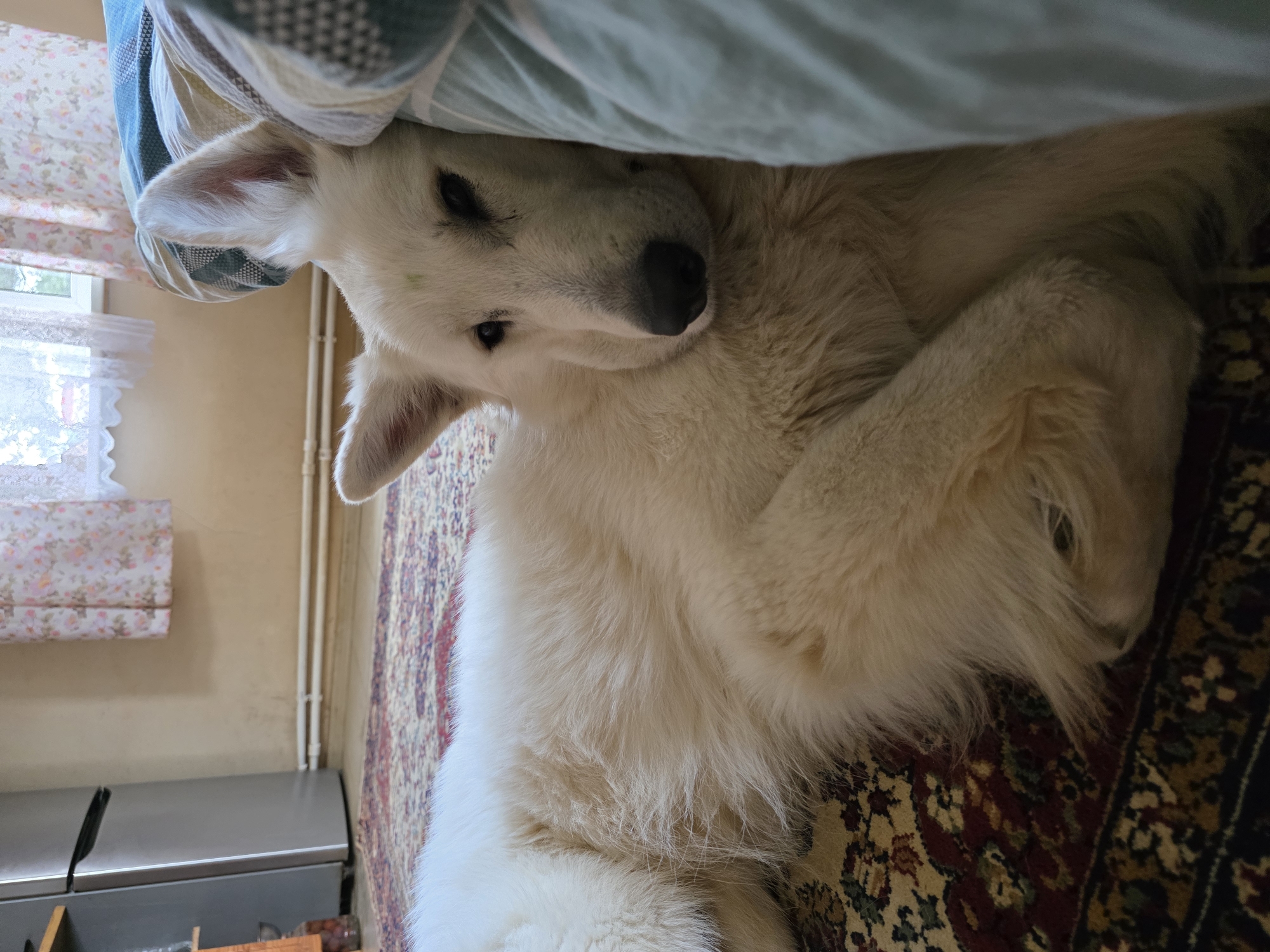 A white German Shepherd dog is lying on its side on a patterned rug in what appears to be a living room. The dog is resting its head on a blue and white striped blanket or pillow, and its eyes are partially closed, suggesting it is either sleeping or very relaxed. A refrigerator and a window with floral curtains are visible in the background. The scene is indoors, and the overall impression is one of domestic comfort and tranquility. The image does not provide any specific information about the location in the city of Речицы, Russia.
