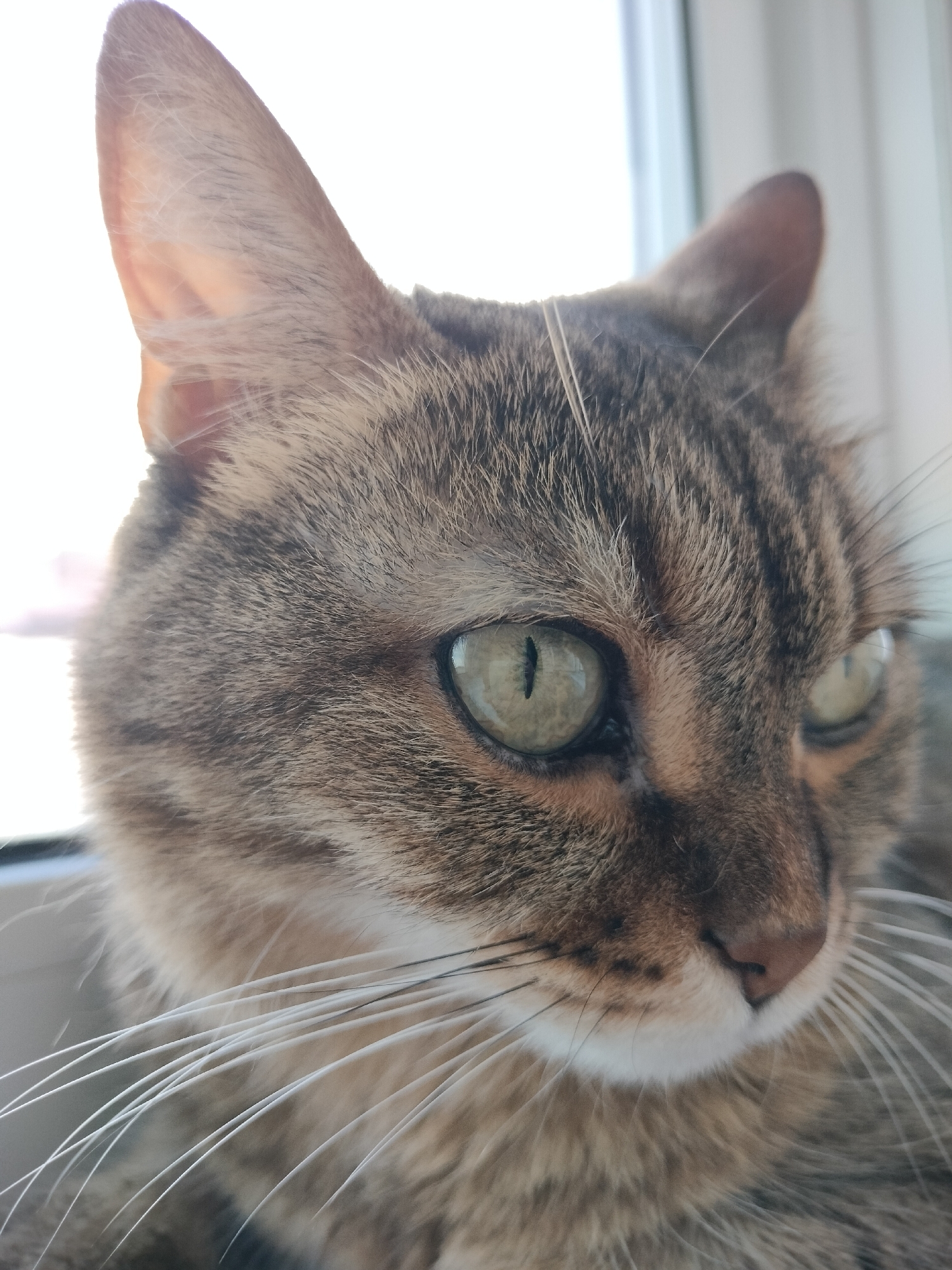 The media file is a close-up, portrait-style photograph of a tabby cat's face. The cat is positioned in profile, looking towards the right of the frame. Its fur is a mixture of brown, grey, and black stripes, characteristic of a tabby pattern. The cat has striking green eyes with vertical pupils, reflecting light. Long, white whiskers fan out from its muzzle. The cat's ears are prominent, with one slightly more visible than the other, and appear to be well-defined and alert.
The lighting suggests it is daytime, with a bright light source coming from the left, possibly a window. This light creates a soft glow on the cat's face and highlights the textures of its fur. The background is largely out of focus and consists of bright, indistinct shapes, with a vertical element that might be a window frame or curtain. The setting appears to be indoors, near a window.
The cat's expression is calm and observant. There are no people visible in the image, and the focus is solely on the animal. The image is crisp and detailed, allowing for a clear view of the cat's facial features. No text is visible in the media file.