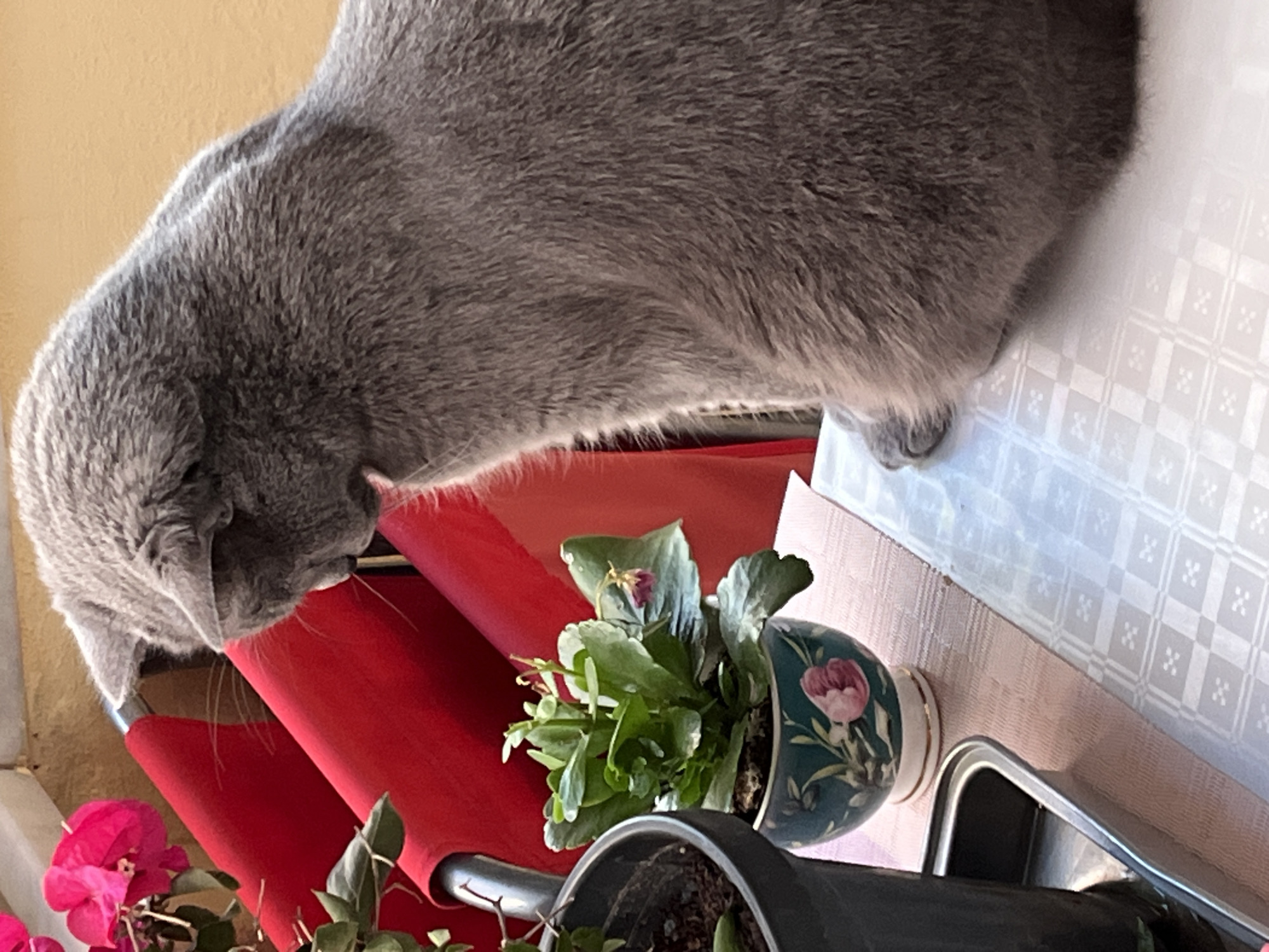 A gray cat stands on a table covered with a patterned white cloth. A potted plant with green leaves and a few dying flowers is near the cat. The cat is on a red chair. A second plant in a gray pot is behind the first potted plant. The location of the photo is Alanya, Turkey.