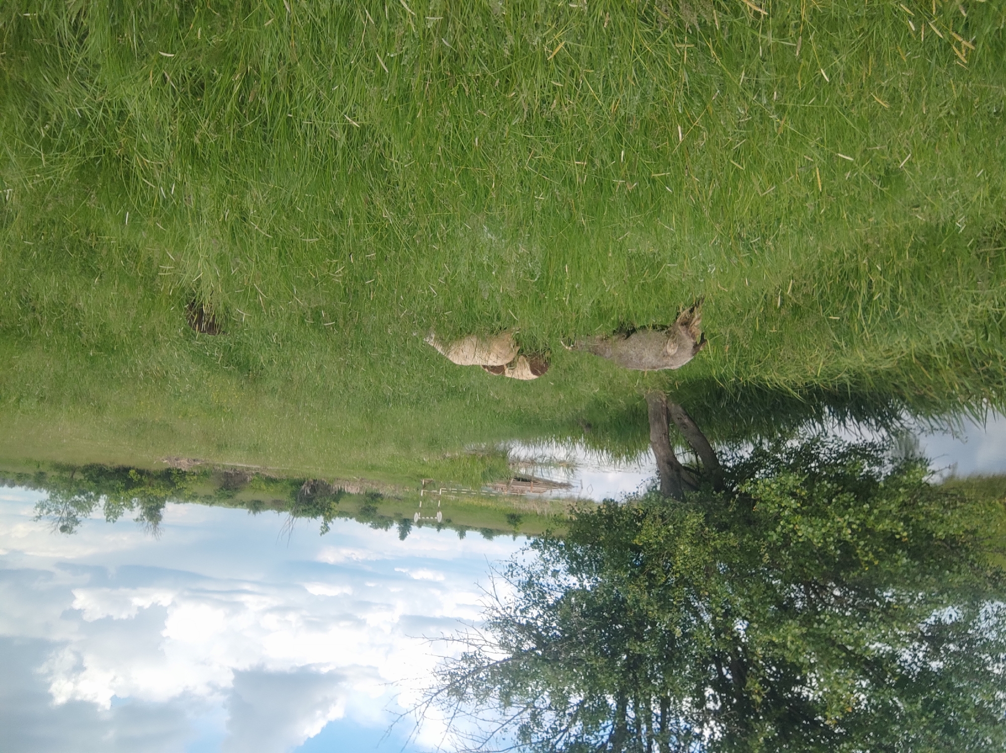 The image depicts a landscape with several notable elements. In the foreground, there is a field of tall, green grass. Partially concealed within the grass are what appear to be deceased animals. Further into the scene, a body of water is visible, reflecting the sky, which is filled with white clouds. In the middle ground, there is a wooden bridge. A tree with green foliage is in the lower right. The location is rural, and more specific details regarding the city or immediate surroundings are not discernible from the image.