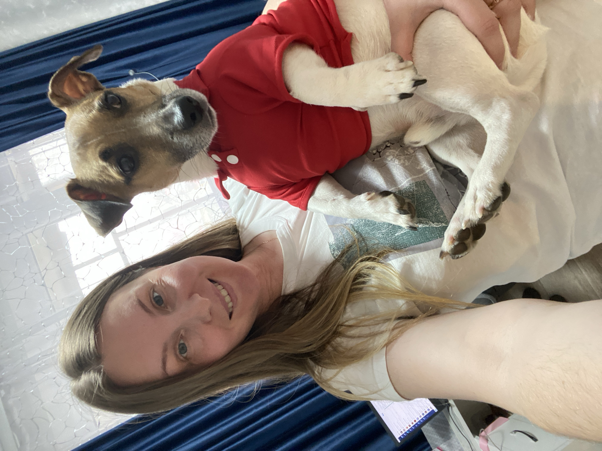 An indoor, close-up photograph depicts a woman holding a dog, captured in a selfie-style shot. The image is taken from a slightly overhead perspective, showcasing a moment of companionship.
The primary subjects are a woman and her pet dog. The woman has long, light brown hair and is wearing a white short-sleeved t-shirt. She is smiling broadly directly at the camera, conveying warmth and contentment. Her right arm is visible, gently cradling the dog. The dog is a small to medium-sized breed, featuring distinctive brown, white, and black markings on its face and predominantly white fur on its body. It is dressed in a vibrant red collared shirt with two white buttons near the neckline. The dog's expression is alert, with its ears slightly perked as it looks towards the camera.
The setting appears to be a cozy indoor environment, likely a home in Noviy, Russia. A textured, dark blue fabric, possibly a blanket or bedspread, forms a significant portion of the background. Behind the woman, a window with a decorative white covering, patterned like shattered glass, indicates daylight entering the room. In the lower right corner, part of a computer monitor is visible, displaying numerous small, illegible icons and text on its screen, suggesting a workspace or leisure area within the home.
The activity captured is a casual, affectionate interaction between the woman and her dog. It's a personal moment of connection, highlighted by the woman's cheerful expression. No specific event beyond this intimate interaction is depicted. The time of day appears to be daytime due to the natural light. No other notable text apart from the illegible screen content is visible.