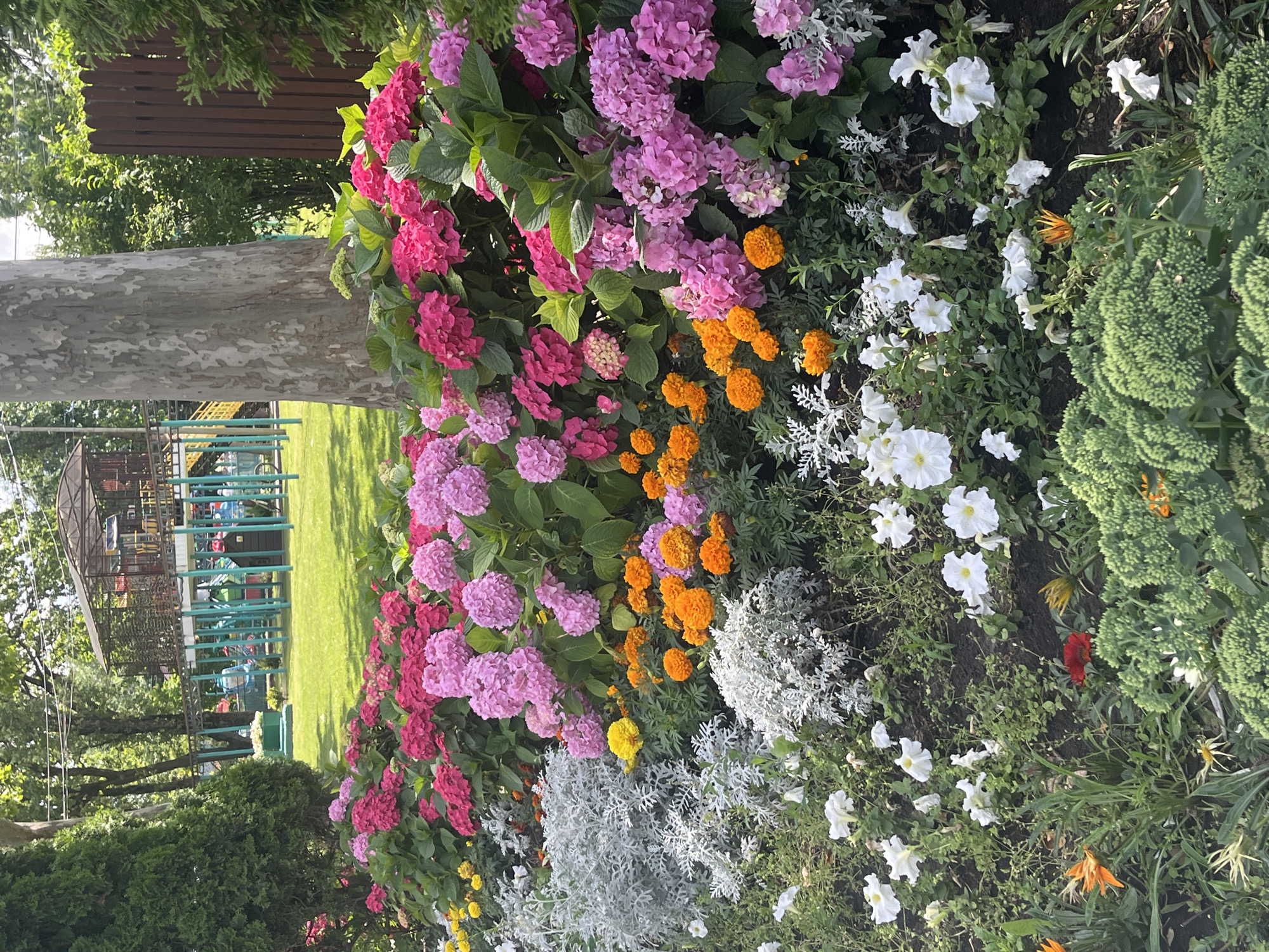 This image depicts a vibrant flowerbed in front of a playground at a park in Krasnodar, Russia. The foreground is dominated by a lush arrangement of hydrangeas in shades of pink and deep magenta, interspersed with bright orange marigolds and delicate white petunias. Silver-leafed dusty miller plants add a contrasting texture and color. In the background, a modern playground structure with colorful slides and climbing elements is visible, surrounded by a well-maintained lawn and mature trees. A thick tree trunk stands prominently to the right of the flowerbed. The overall scene conveys a sense of a well-kept public space designed for recreation and enjoyment.