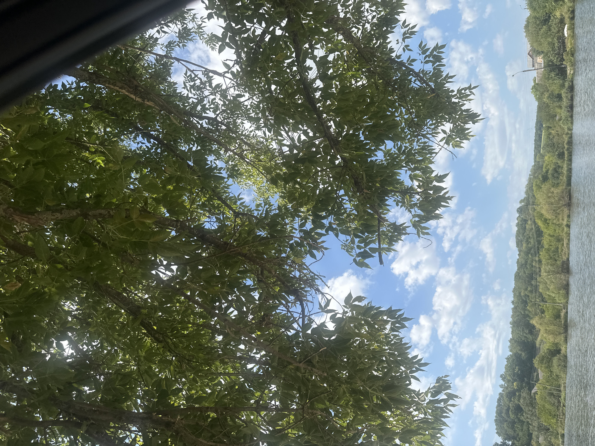 The image shows a view of a body of water with trees and vegetation in the background, under a blue sky with white clouds. The foreground is dominated by the branches and green leaves of a tree, with some of the sky visible through the foliage. The water in the foreground appears calm. In the background, a gently rolling landscape is covered with lush green trees and some scattered buildings, suggesting a rural or semi-rural setting. A lamppost is visible on the right side of the background. The overall scene is tranquil and natural, likely captured on a sunny day.