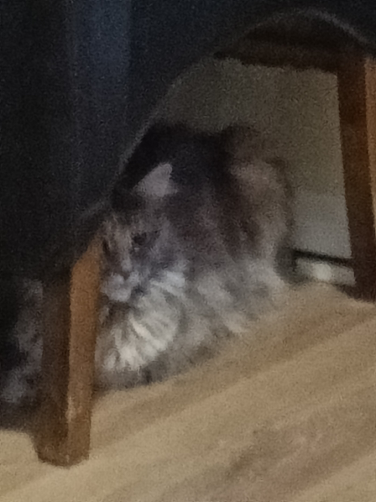 A medium-sized, long-haired cat with grey and white fur is curled up and partially hidden underneath a wooden structure, possibly a table or chair. The cat's head is visible, with its eyes looking towards the left. The environment appears to be indoors, with a light brown floor. The background is dark and out of focus, with a vertical wooden support beam visible to the right of the cat. The overall lighting is dim. The location is not specified as being in the city of Leuven, Belgium.