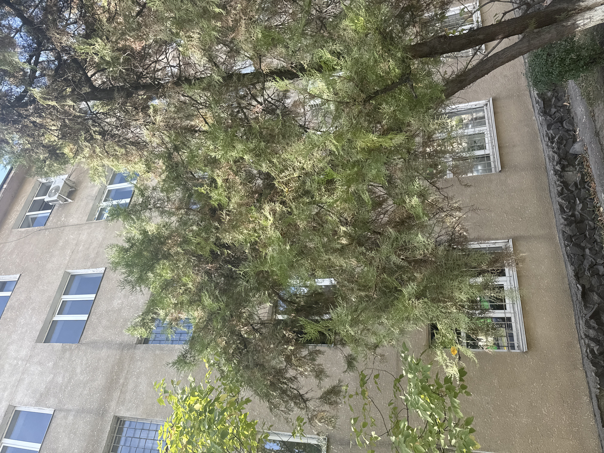 The image shows a residential building facade with several windows. A large tree with green and brown foliage partially obscures the building. Some of the windows have metal bars. The building's exterior is a light brown stucco. The ground in front of the building is paved with rocks and dirt. The scene appears to be an outdoor urban environment. The location is identified as Bishkek City, Kyrgyzstan. There are no people or discernible actions depicted in the image.