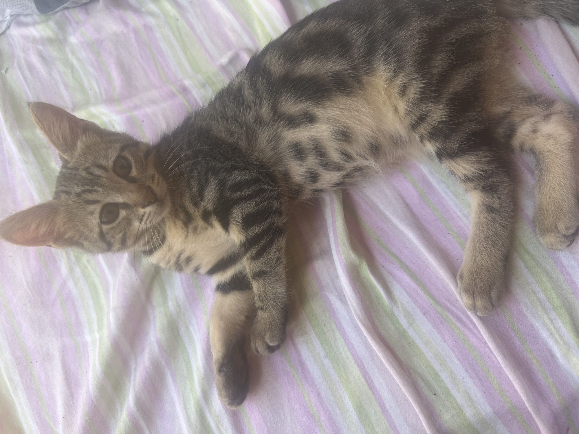 A tabby kitten is lying on a striped pink, green, and white blanket. The kitten is facing forward, with its head slightly tilted to the left. Its paws are tucked underneath its body. The blanket is wrinkled and appears to be in a domestic setting. The image does not contain any elements that indicate its location in Hadera, Israel.