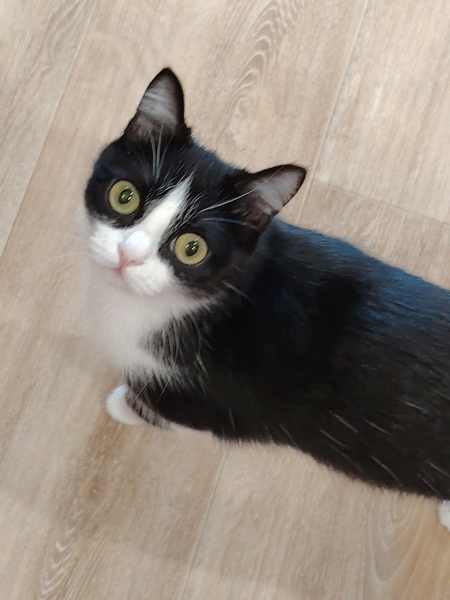 A black and white cat with large, round, yellow-green eyes looks upwards towards the camera. The cat has a white chest, face, and paws, with black fur on the rest of its body and head. The background is a light brown, wood-patterned floor. The cat is positioned in the lower center of the frame. The location is Unknown, Unknown.