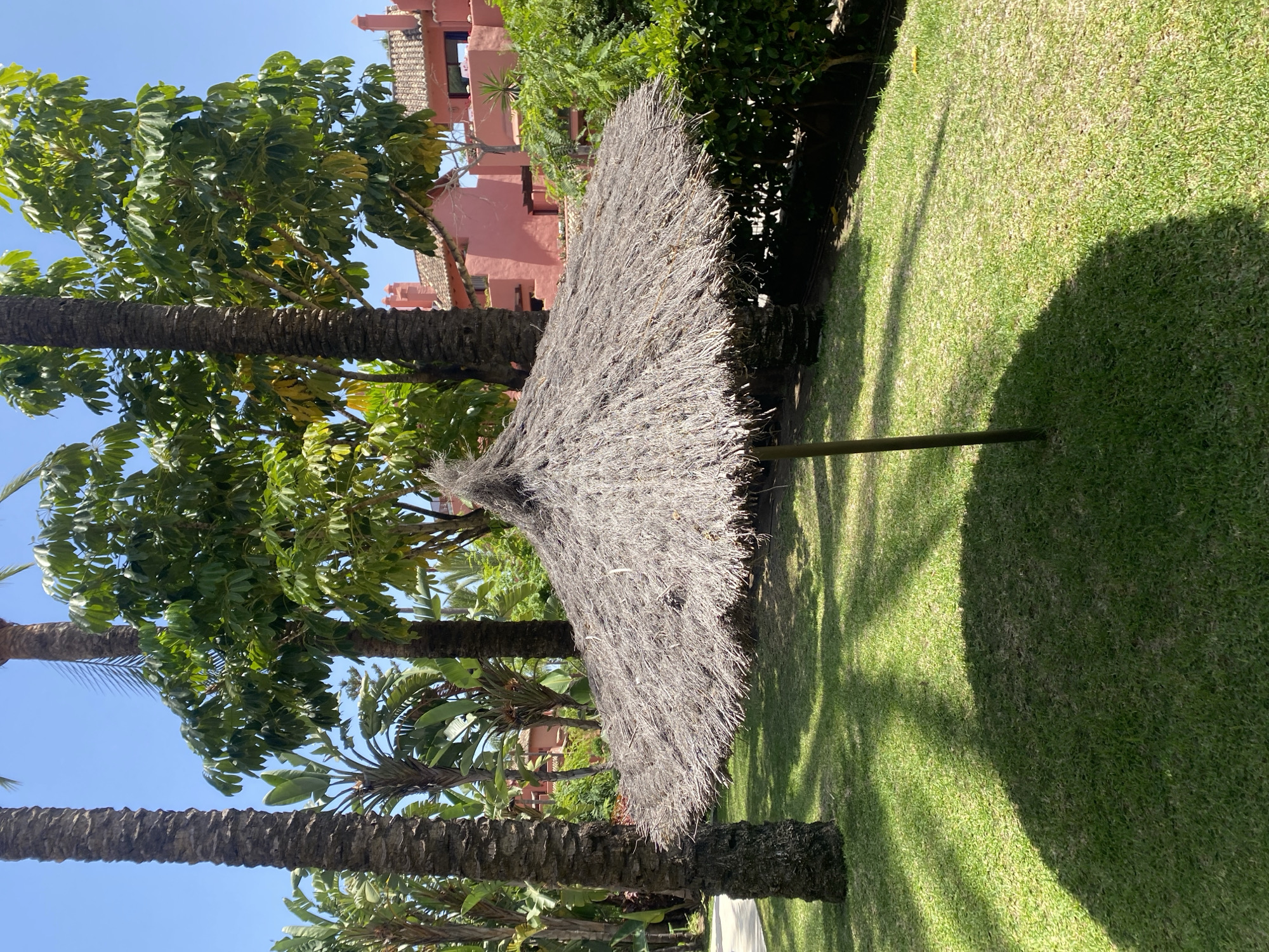 A thatched umbrella stands in the foreground on a manicured lawn in a lush garden. Behind the umbrella, tall palm trees and other tropical foliage are visible. In the background, a pink building with terracotta tiled roofs can be seen. The sky is clear and blue. The scene appears to be from the city of Resinera-voladilla, Spain.