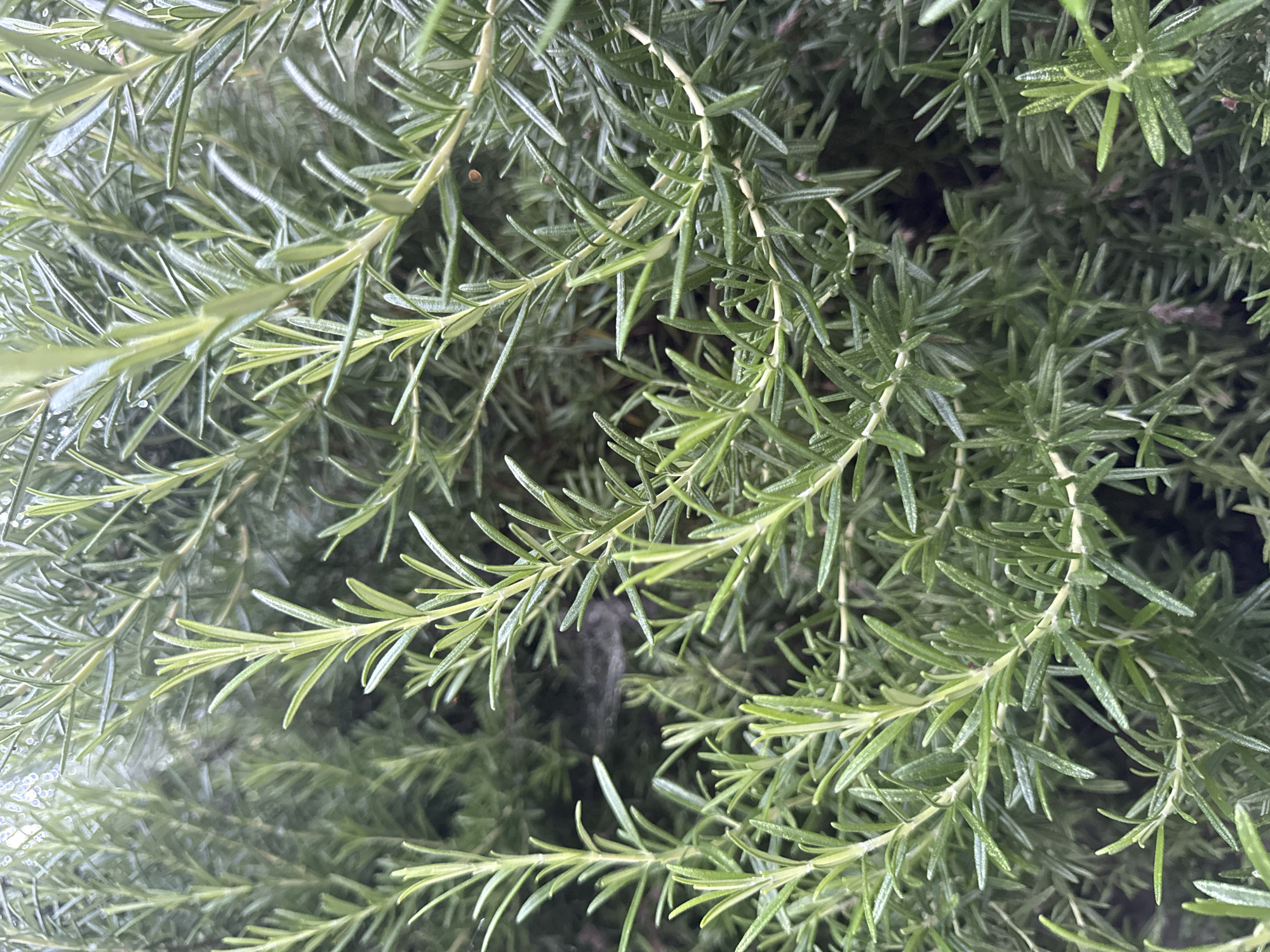 A close-up, overhead shot captures a dense growth of rosemary plants. The rosemary branches are covered in numerous small, needle-like green leaves, and some branches exhibit fine white hairs. A few water droplets are visible on the leaves, suggesting recent rain or dew. The background is a blur of more rosemary foliage, with some darker shadows indicating depth and density within the plant. The overall impression is of a healthy, thriving herb garden. The image was taken in Marinka, Bulgaria.
