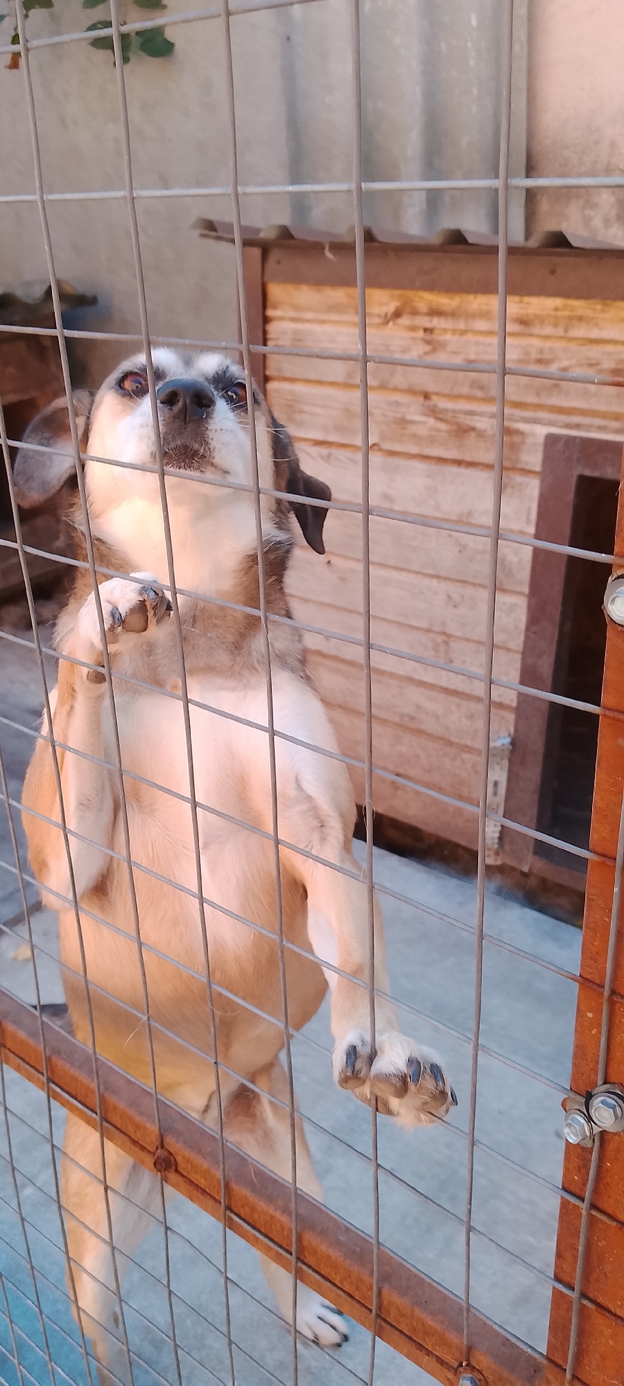 In Belgorod, Russia, a medium-sized dog with tan and white fur stands on its hind legs, reaching up to a metal wire fence. The dog is positioned in front of a wooden doghouse with a sloped roof. The dog's front paws are resting on the fence, and its head is tilted upwards, looking towards the camera with large, brown eyes. The dog's ears are floppy and brown, and its muzzle is black. The background shows a corrugated metal roof and a pale grey wall. The ground appears to be concrete. The scene is outdoors, likely in a yard or enclosure.