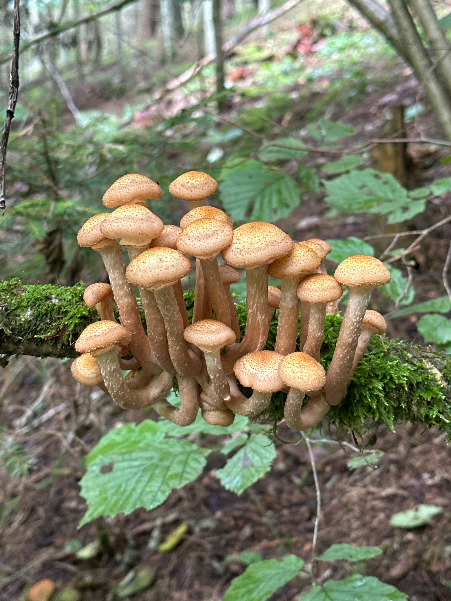 In a Belarusian forest, likely within the territory of Калодзішчанскі сельскі Савет, a cluster of honey mushrooms (Armillaria mellea) sprouts from a moss-covered branch. The mushrooms, characterized by their honey-yellow caps dotted with small dark scales, are densely packed together, with many individual stalks curving and intertwining. The forest floor is visible in the background, covered in fallen leaves and dappled with soft light filtering through the trees. Green leaves of undergrowth plants are scattered around, adding to the natural, damp environment of the woodland.