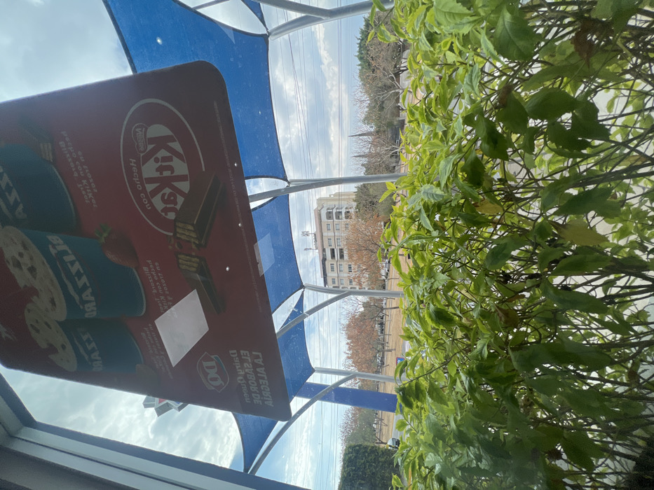 The image depicts a static urban scene viewed from inside a building through a window, looking outwards under an overcast sky. In the immediate foreground, a dense row of vibrant green leafy bushes forms a hedge, partially obscuring the lower portion of the exterior view.
Reflected prominently on the window glass is an inverted red rectangular advertisement sign. This sign features the Dairy Queen (DQ) logo, multiple representations of "Blizzard" dessert cups, a prominent "Kit Kat" logo, and the Spanish text "Hecho con Kit Kat" (Made with Kit Kat) and "Dairy Queen EL SABOR DE LA ALEGRIA" (Dairy Queen THE TASTE OF JOY). A white rectangular sticker or label is affixed to the reflected sign.
Beyond the window and above the bushes, blue tensile fabric shade canopies are visible, supported by grey/silver metal poles, indicating an outdoor seating area or drive-thru structure. In the midground, a wide urban median or park area is visible with various deciduous trees, some displaying autumnal brown foliage and others appearing bare. A paved road with partially visible vehicles runs beyond this green space.
In the background, a multi-story building, approximately 8-10 floors high, with a light-colored facade and multiple balconies, stands prominently. Its roof is equipped with several communication antennas. To the right of this building, a dark, slender church spire is visible in the distance.
The scene is located in the city of León, Guanajuato, Mexico, specifically observed from a Dairy Queen restaurant, likely situated along Boulevard Adolfo López Mateos, with the background building and spire consistent with landmarks visible from that area, such as the Templo de San Felipe de Jesús. No individuals are visible in the frame.
