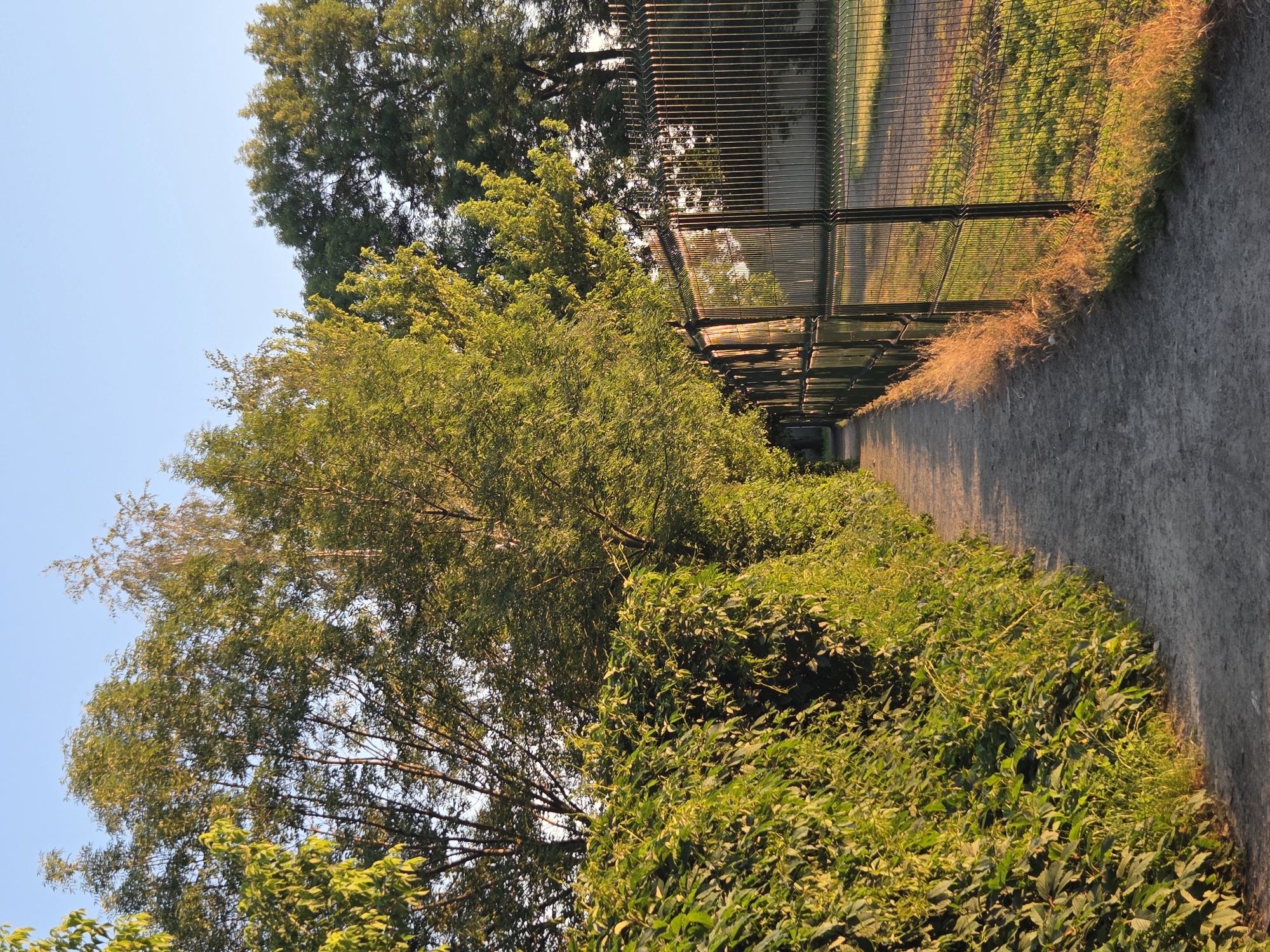 The image shows a narrow, unpaved path bordered by a dense green hedge on the left and a dark metal fence on the right. Tall trees with vibrant green foliage rise behind the hedge and fence, their leaves illuminated by the warm glow of what appears to be late afternoon or early morning sun. The sky is a clear, pale blue. The path recedes into the distance, lined by the consistent patterns of the fence posts and mesh. The overall scene suggests an outdoor location, possibly a park, a border of a property, or a walkway within a suburban or rural setting in Radomyshl, Ukraine. There are no people or animals visible in the frame. The environment is serene and natural, with an emphasis on the interplay of light and shadow on the vegetation and path.