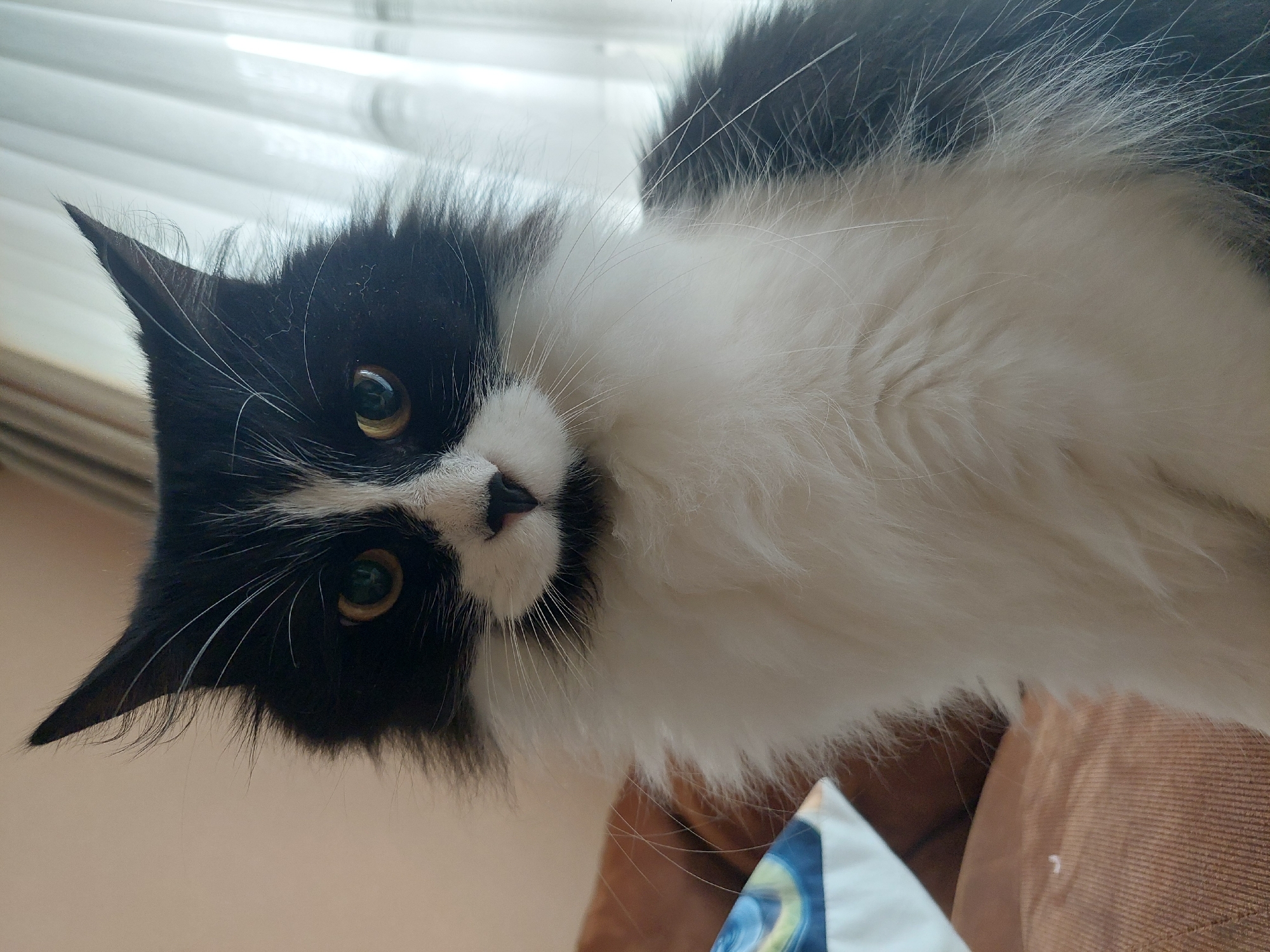 A close-up, slightly off-kilter, indoor shot focuses on a black and white long-haired cat. The cat is positioned above the viewer, looking down with a tilted head. The cat's face is primarily white, with black patches around its eyes, ears, and top of the head. Its eyes are a light yellowish-green. The cat has long white whiskers. Its chest and the portion of its body visible in the frame are mostly white. The background is blurred, revealing a white surface, and a brown surface, possibly a couch or chair, with a corner of a white and blue object. The setting suggests a domestic interior, but there is no specific evidence to connect the scene to Plovdiv, Bulgaria.