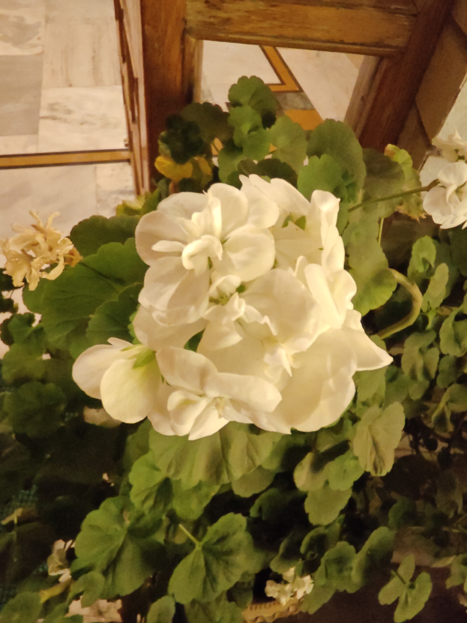 In Vashisht, India, a cluster of white geranium flowers is the central subject of the image. The flowers are tightly packed, with multiple petals on each bloom, and are surrounded by lush green leaves. To the left of the white flowers, a few dried, yellowed flowers are visible. The background shows a wooden structure and a marble wall with a geometric pattern. The lighting appears to be artificial, creating shadows and highlighting the textures of the petals and leaves. The image is taken from a slightly elevated angle, looking down into the floral arrangement.