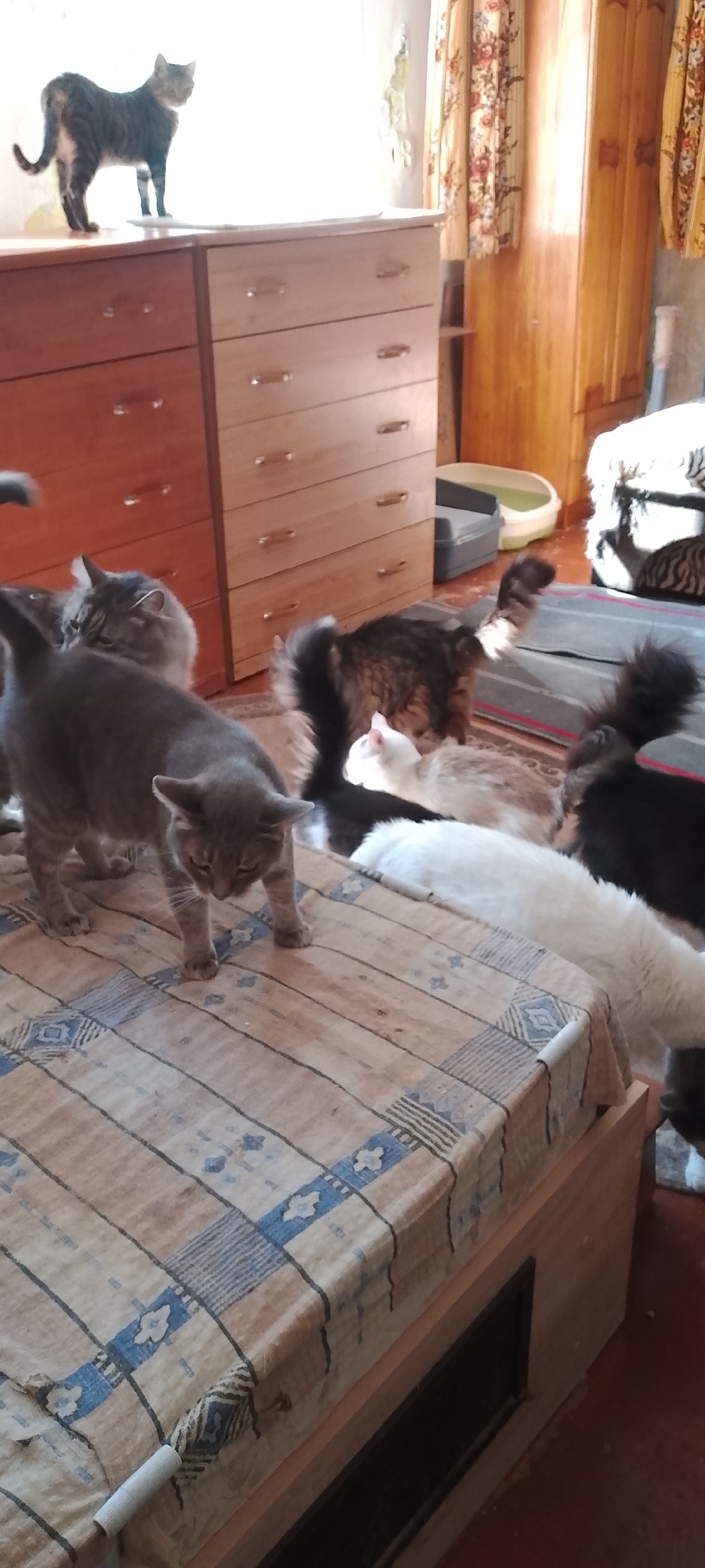 The image depicts a domestic indoor scene, likely a bedroom or living area, with multiple cats present. A tabby cat stands on top of a wooden dresser. Several other cats are visible on a bed covered with a plaid blanket. One grey cat is in the foreground, facing downwards. Another cat, white with a pink nose, is lying down. A fluffy cat with brown and black fur is standing and looking away. Further back, a black cat is partially visible, and another cat with brown and black markings is also present. The environment includes wooden furniture, curtains with a floral pattern, and a litter box in the background. There is no indication of the specific location within the city of Belgorod, Russia.