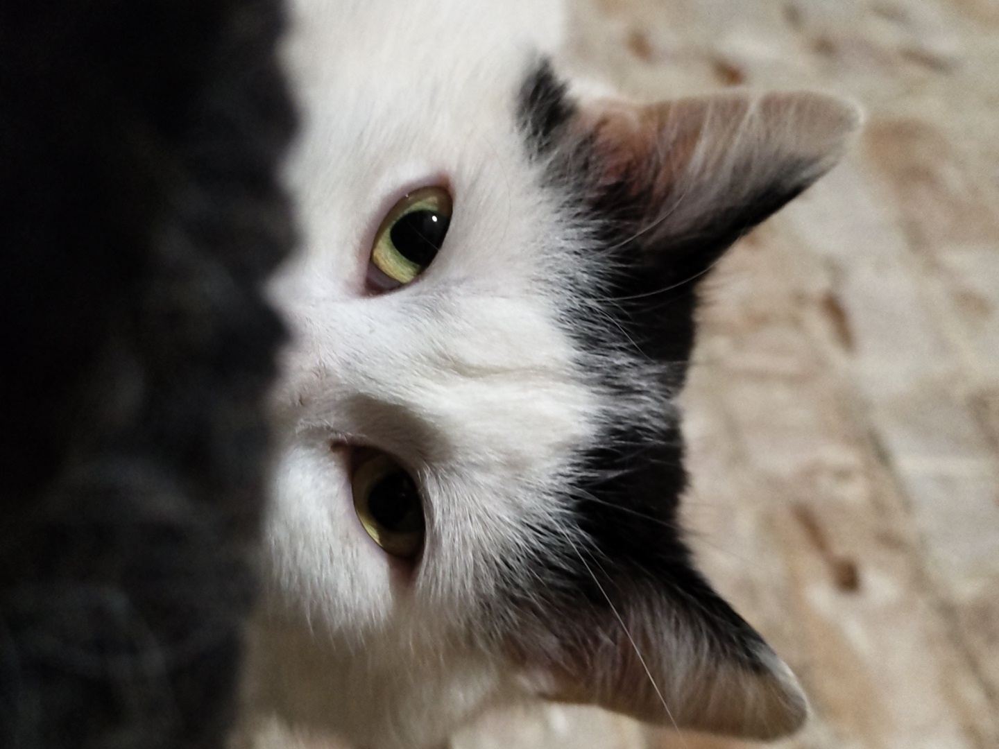 A close-up, slightly angled view of a cat's face dominates the image. The cat has white fur with black markings, notably on the top of its head and around its ears. Its eyes are yellowish-green. Part of the cat's body, primarily black fur, is visible to the left, partially obscuring the face. The background is a blurry, neutral tone, possibly a carpet or fabric surface. There is no indication of location.