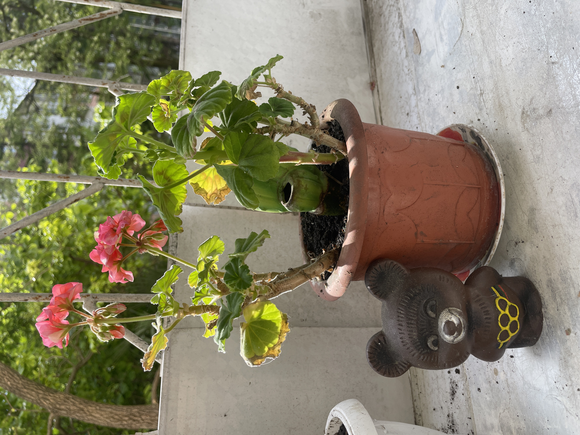 The image shows a potted geranium plant with pink flowers and green leaves, some of which are yellowing, in a brown plastic pot with a saucer underneath. Next to the pot sits a weathered, dark-colored, ceramic bear figurine with yellow decorative markings. The plant and figurine are placed on a light-colored concrete surface, likely a balcony or windowsill, with a metal railing visible in the background. Outside the railing, there is foliage from trees, suggesting an outdoor setting. The location is Sochi, Russia.