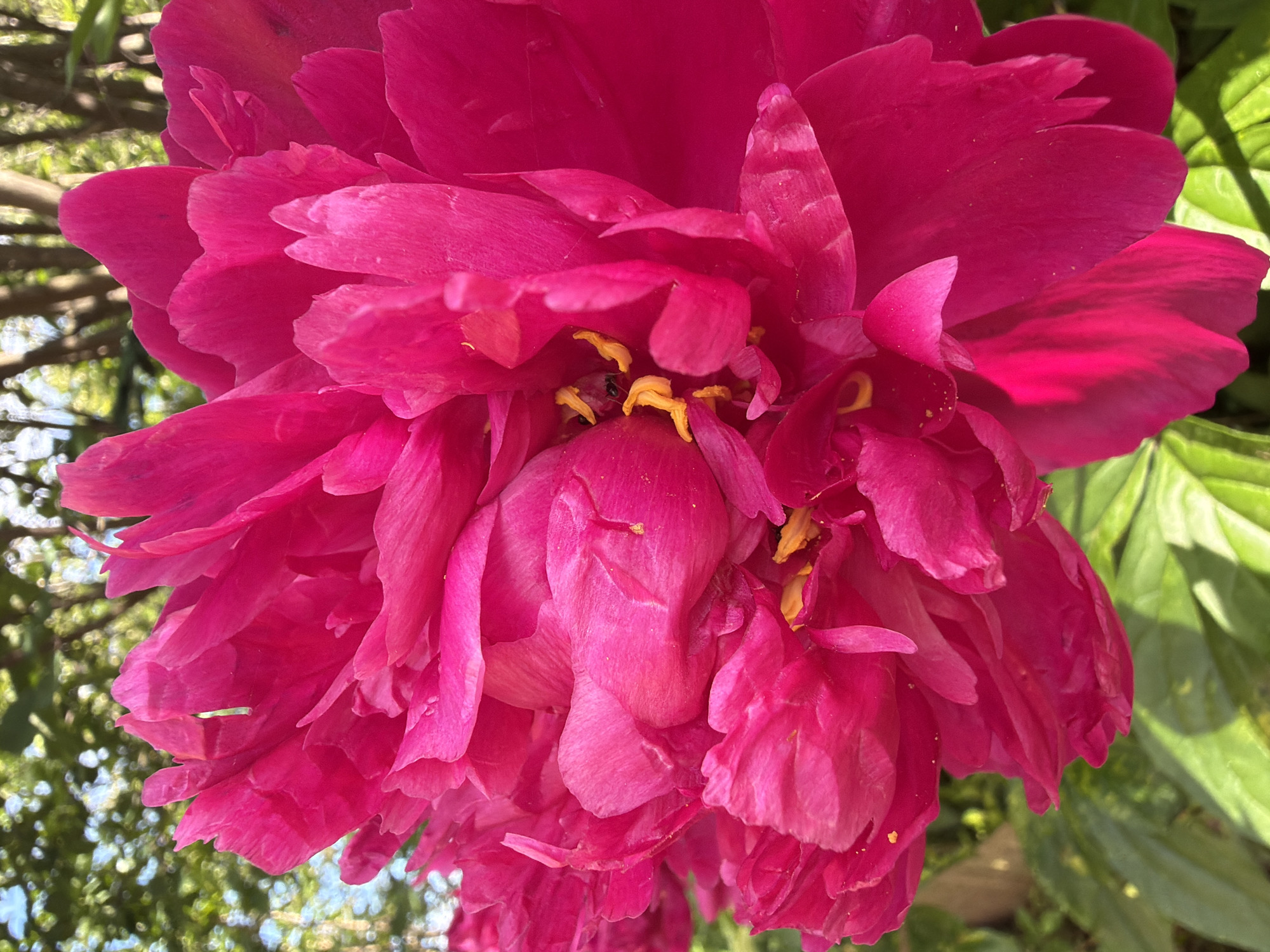 A close-up, eye-level shot captures a vibrant fuchsia peony flower in full bloom. The petals are lush and layered, with a soft sheen from the sunlight. In the center, delicate yellow stamens are visible. The background is softly blurred, showing glimpses of green foliage and tree branches, suggesting an outdoor setting bathed in sunlight. There are no people present in the image, and no specific landmarks of Petukhi, Russia, are identifiable. The focus is entirely on the detailed texture and color of the peony.