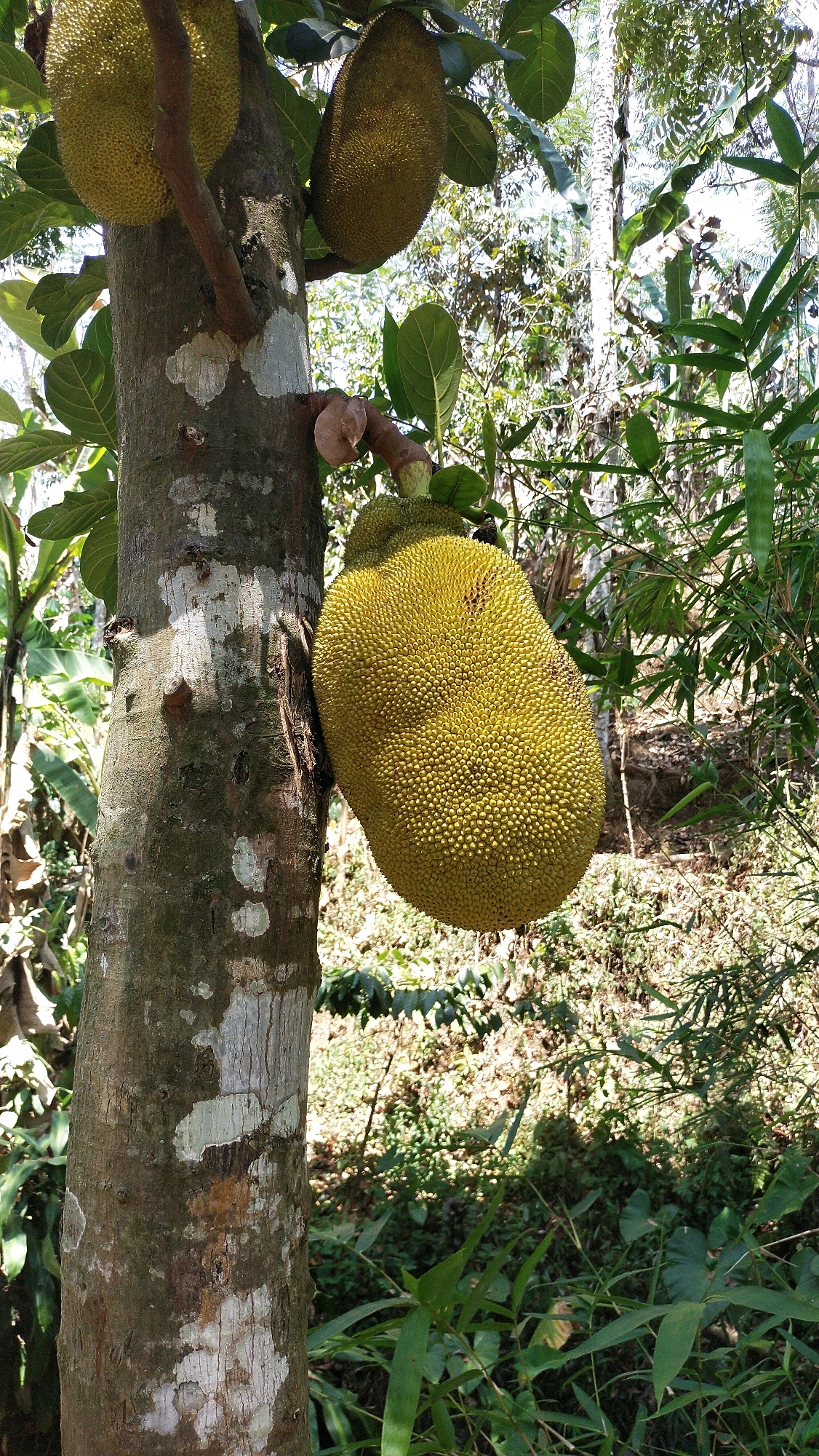 A large, ripe jackfruit hangs from a tree trunk on the right side of the frame. The jackfruit is oval-shaped and covered in a rough, spiky rind, with a vibrant yellow-green color. Its skin is textured with hexagonal protrusions. To the left of the main jackfruit, and partially obscured by the trunk, are two more jackfruits, one higher and one lower, also attached to branches. The tree trunk is thick and textured with gray and white patches of lichen. The background is a blur of lush green foliage and dappled sunlight, suggesting a tropical or subtropical environment, consistent with the humid climate found in the region of Klungkung, Indonesia, known for its abundant fruit-bearing trees.
