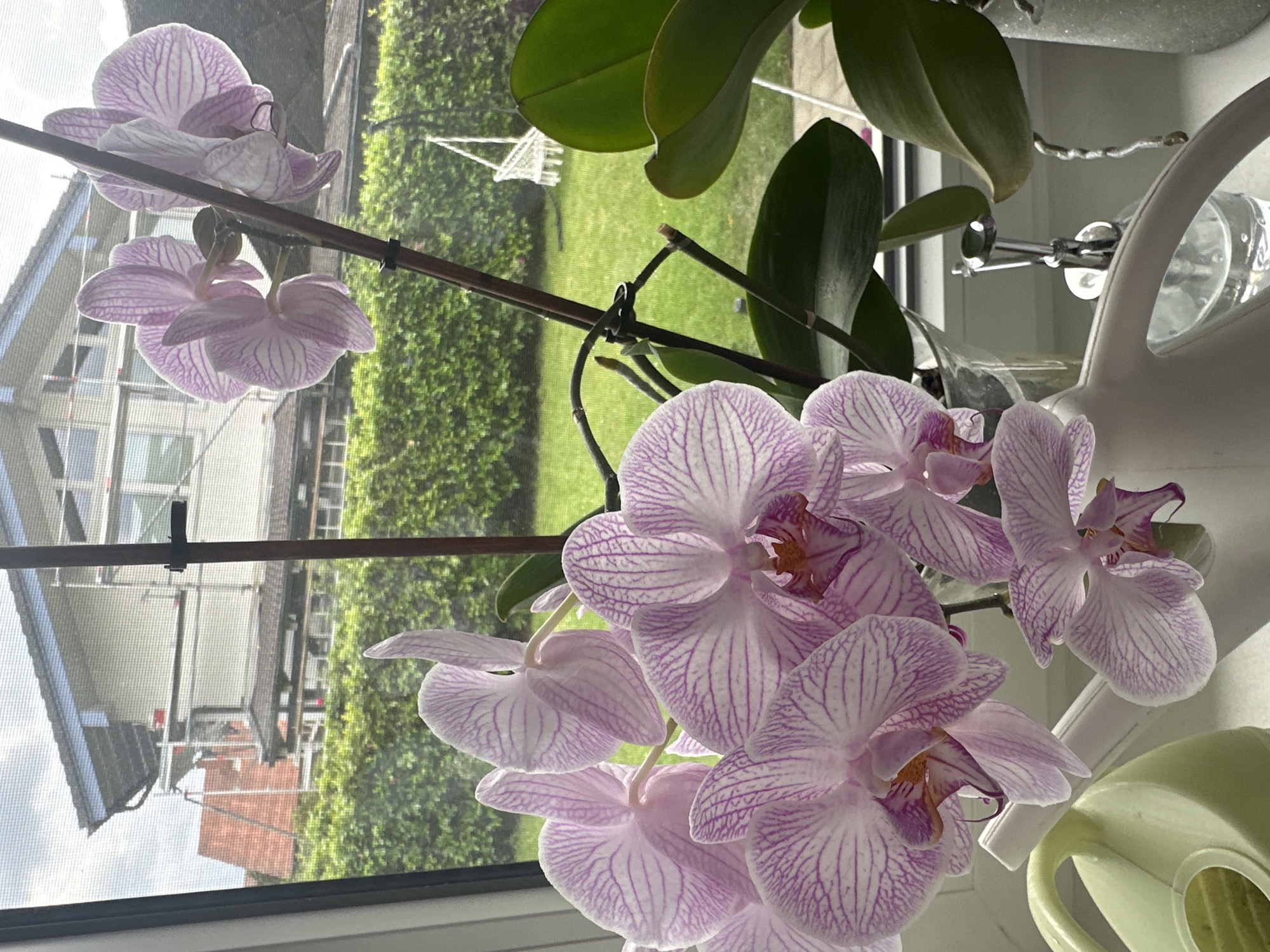 The image shows a close-up of several pink and white orchids with intricate striped patterns on their petals, positioned in front of a window. Outside the window, a neatly trimmed green hedge forms a boundary to a grassy backyard. Beyond the hedge, a house with scaffolding is visible, suggesting ongoing construction or renovation work. In the backyard, a white swing set is also discernible. In the foreground, a white watering can and a clear glass vase containing the orchids are present, along with a metal dispenser. The scene is set on a windowsill, looking outwards towards a residential exterior. The lighting suggests it is daytime.