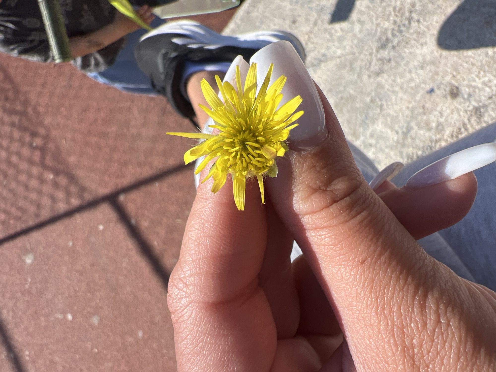 A hand is holding a bright yellow flower with many thin petals. The fingernails are long and painted white. The person is sitting outside, likely on a patio or sidewalk, as evidenced by the red brick-like surface and the concrete surface in the background. A shadow can be seen on the brick. A shoe can be partially seen behind the hand, with black fabric and white soles. Based on the concrete and brick flooring, the location could be in the city of Budva, Montenegro, although this cannot be definitively confirmed.