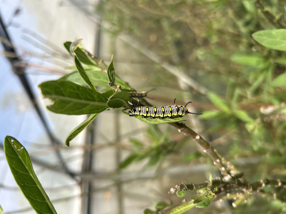 A black, yellow, and white striped caterpillar, featuring black tentacles and a red lateral spot, clings vertically to the underside of a green leaf exhibiting feeding damage. A second, out-of-focus caterpillar is partially visible on an adjacent stem. The plant comprises green leaves and brown stems, situated within an environment resembling a greenhouse with translucent panels and metal framework, located in the city of Bachan, Israel.