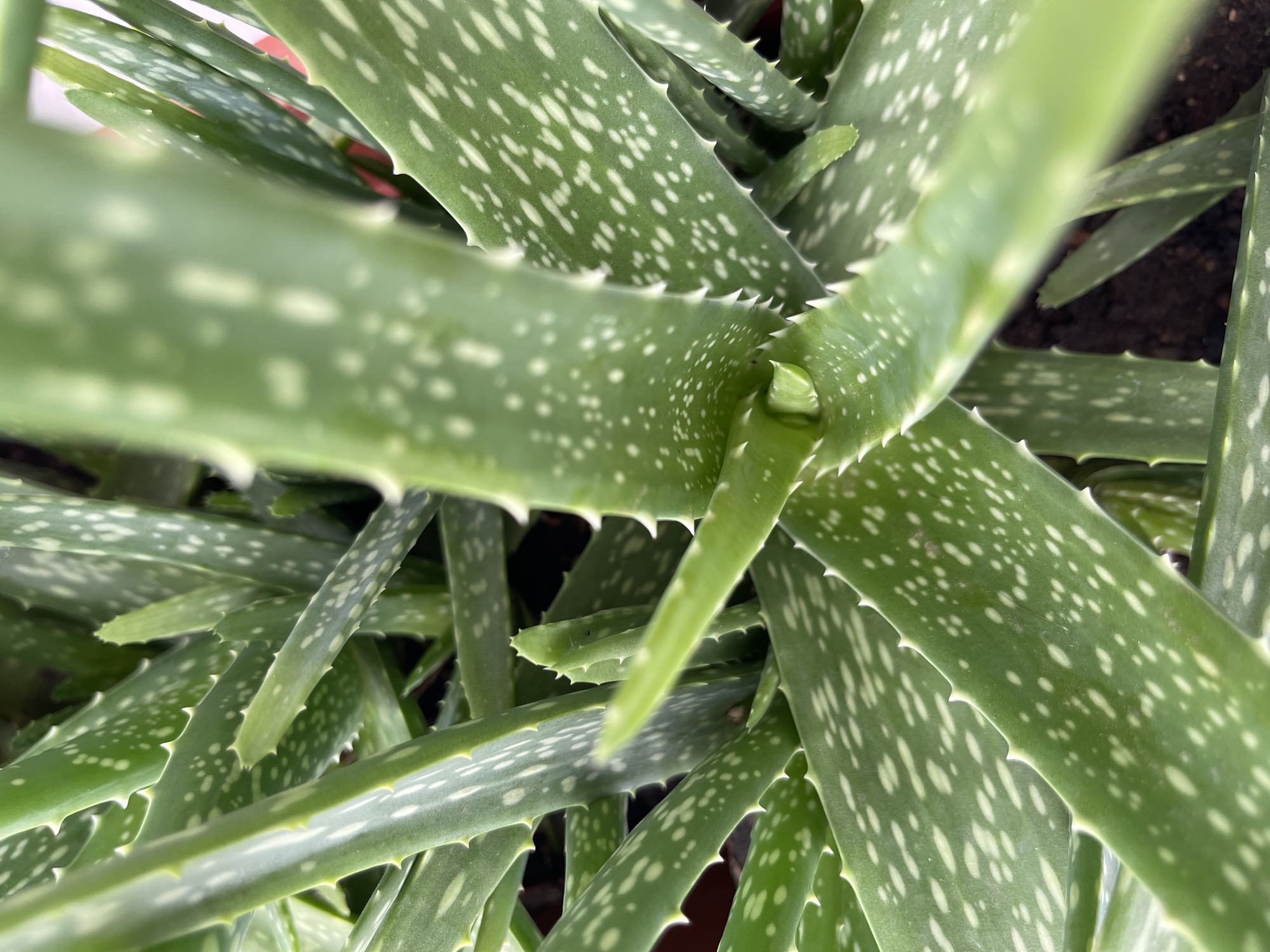 This is a close-up, high-angle, eye-level shot of an aloe vera plant. The focus is on the thick, green, fleshy leaves which are speckled with white spots. The edges of the leaves are serrated with small, sharp, white teeth. The plant is potted in dark soil, and the background is blurred, suggesting an indoor or shaded outdoor environment. There are no people or animals visible in the image. The scene does not provide any information about the city of Madina, Ghana, as it is a close-up of a plant without any surrounding context.