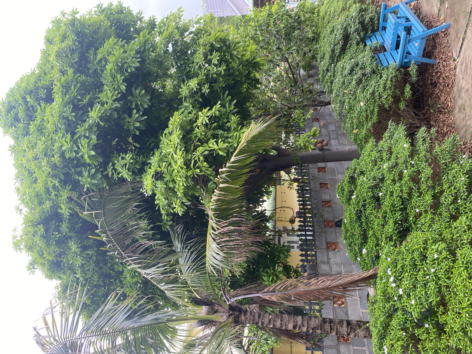 This vertically oriented image showcases a lush outdoor garden or yard scene, characteristic of Mũi Né, Vietnam. The upper left portion is filled by the dense canopy of a large tree, featuring abundant, broad green leaves set against a bright, overcast sky.
A prominent palm tree with a thick, textured trunk occupies the foreground, its fronds extending diagonally from the bottom-center towards the upper-left. These fronds display a mix of healthy green and dried brown segments. Several coconuts are clearly visible on the palm tree's trunk, clustered near the base of the fronds.
Along the right side of the frame, a dense, well-maintained hedge of green bushes, dotted with numerous small white flowers, forms a natural boundary. Further right and slightly behind the hedge, a bright blue wooden bench, appearing somewhat dislodged or broken, rests on a patch of dry brown leaves and dirt.
A low wall, constructed from grey cinder blocks interspersed with decorative reddish-brown square blocks, traverses the midground. Behind this wall, glimpses of a yellow building with a white-framed window and a black picket-style fence are visible, adorned with hanging plants. The bright, diffuse lighting suggests a daytime setting, possibly under an overcast sky. No people or specific activities are depicted. There is no visible text in the image.