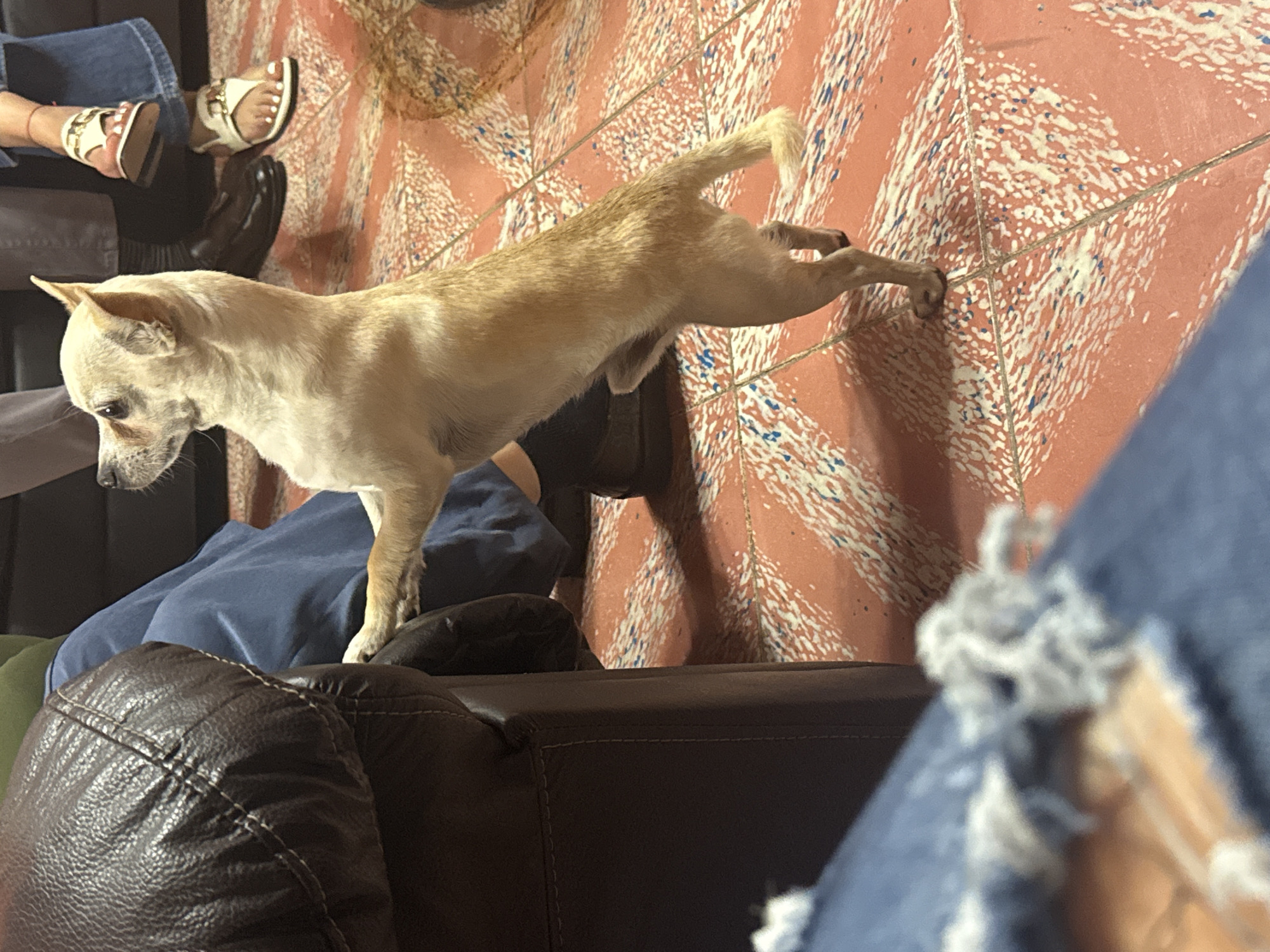 A tan-colored chihuahua is stretching its body between a dark brown leather sofa and a red-tiled floor in an indoor setting. The dog's front paws are on the edge of the sofa, while its rear paws are stretched towards the floor. A person wearing black shoes and socks sits on the sofa, while another person wearing sandals is also present. Part of a pair of blue jeans is visible in the foreground. The floor appears to be a tiled surface with a pattern of orange, white, and blue. The scene takes place in San Cristóbal, Mexico.