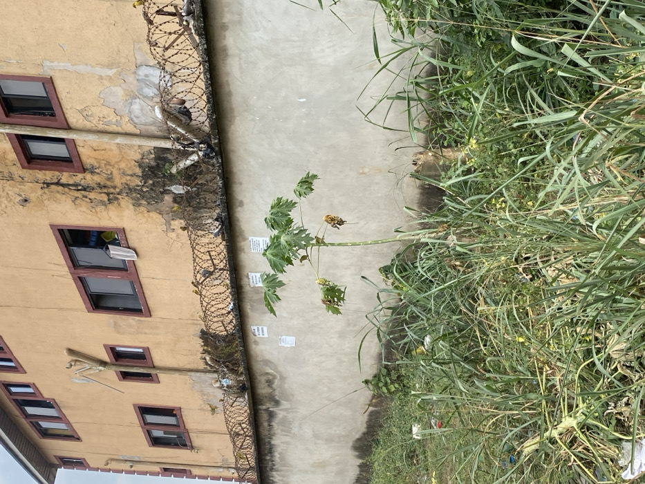 This image captures an outdoor scene in Eziobodo, Nigeria, dominated by a tan-colored, multi-story building situated behind a concrete wall and dense foreground vegetation. The building's exterior shows signs of wear, with peeling paint and dark stains, particularly on the right side. It features multiple rectangular windows with dark frames, accented by reddish-brown trim. One upper-level window on the right is open, revealing a yellow interior and a white garment hanging outward. A light-colored pipe, possibly PVC, runs vertically down the facade, branching into a 'Y' shape on the left side of the building.
The concrete wall below the building is discolored with dark stains and topped with multiple strands of coiled razor wire, extending across the entire visible length. Numerous small birds, some appearing yellow and others darker, are perched on the razor wire and the top edge of the wall. Several white papers or notices are affixed to the wall below the razor wire.
The foreground is heavily overgrown with tall, green grasses and other plants. A small papaya tree, approximately 1.5 to 2 meters tall, stands prominently in the center, exhibiting large green leaves with some showing signs of drying or damage. Scattered debris, including white plastic and other refuse, is visible amidst the dense vegetation. No people are visible in the frame.