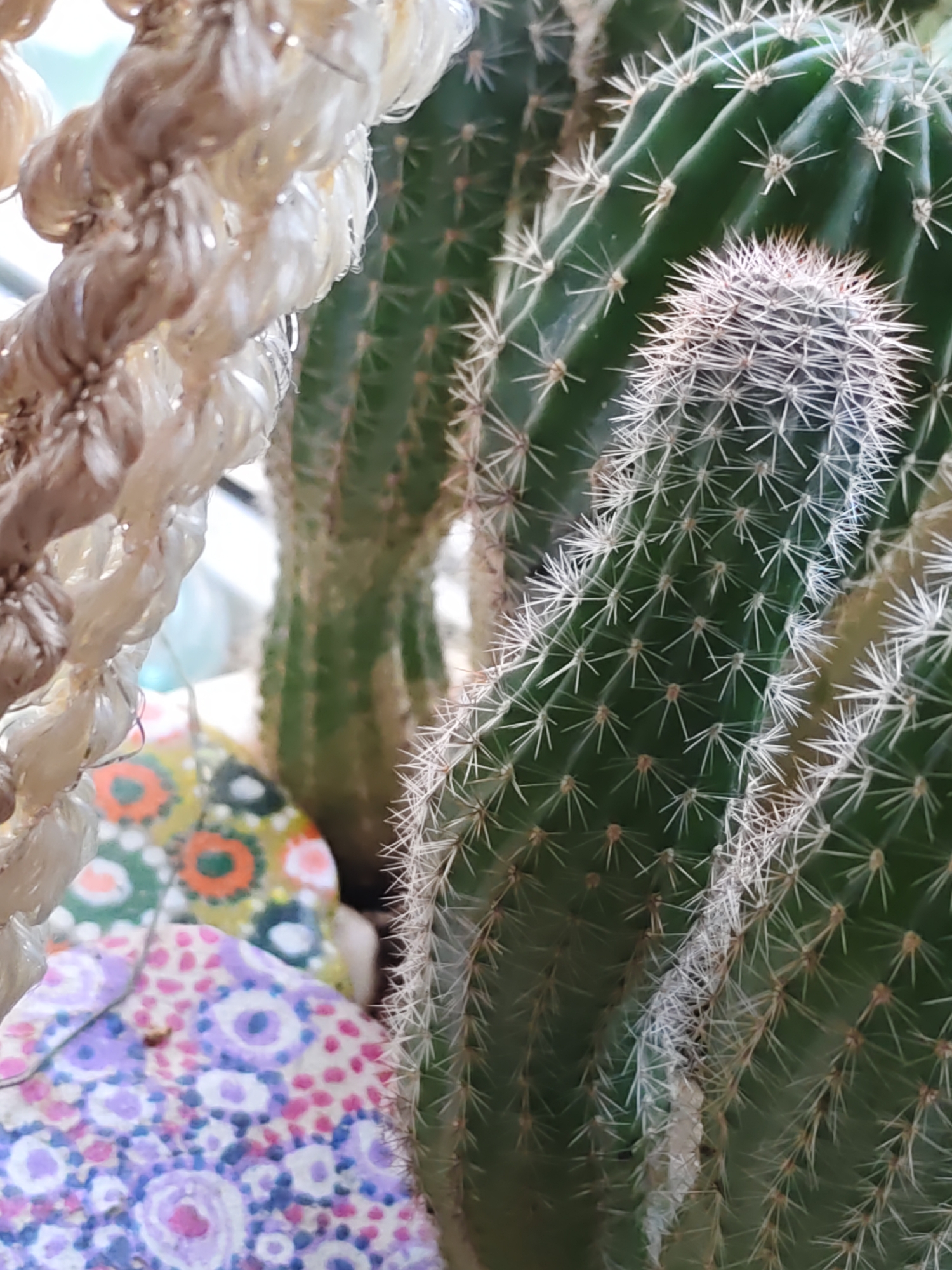 A close-up shot focuses on several cacti, their green ribbed bodies covered in sharp white spines. In the foreground, a fuzzy, beige rope, possibly part of a planter or hanging mechanism, is visible on the left. Behind the cacti, decorative, round objects, likely painted stones or coasters, are partially visible. These objects feature colorful patterns, including floral motifs in purple, pink, blue, green, and orange against a white background. The lighting suggests an indoor environment, possibly near a window, as indicated by the soft illumination and the hint of a bright background. The scene appears to be a still life composition of decorative plants and objects.