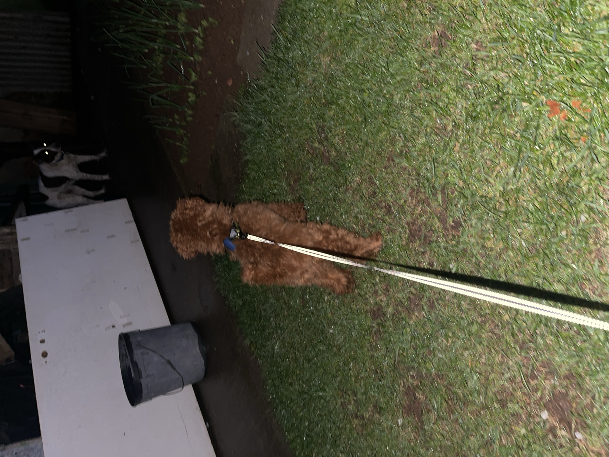 A brown, medium-sized poodle is lying on green grass, attached to a white leash. Adjacent to the grass is a dark, paved area. Next to this paved area is a white object with a cylindrical, dark gray object on top. In the background, there is a dark shed-like structure and a black and white cat. The location is indeterminate and Sofia, Bulgaria cannot be confirmed.