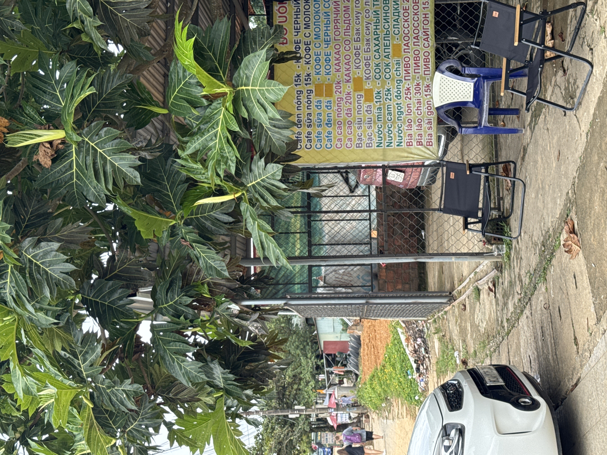 The image depicts an outdoor scene, likely a roadside cafe or refreshment stand, situated in Bờ Y, Vietnam. The foreground is dominated by the lush, large-lobed green leaves of a tree, possibly a breadfruit tree, which fills the left side and top of the frame.
Behind the foliage, a yellow sign with a menu is prominently displayed, featuring various beverages in both Vietnamese and Russian. The visible text includes: "Cafe den nóng 15k - КОФЕ ЧЕРНЫЙ" (Hot black coffee), "Cafe sữa nóng 15k - КОФЕ С МОЛОКОМ" (Hot milk coffee), "Cafe sữa đá" (Iced milk coffee), "Cafe đen đá" (Iced black coffee), "Ca cao nóng 20k - КАКАО ГОРЯЧИЙ" (Hot cacao), "Ca cao đá 20k - КАКАО СО ЛЬДОМ" (Iced cacao), "Bạc sỉu nong" (Hot bạc sỉu), "Bạc sỉu đá" (Iced bạc sỉu), "Nước mía 10k - СОК САХАРНЫЙ ТР" (Sugarcane juice), "Nước cam 25k - СОК АПЕЛЬСИНОВ" (Orange juice), "Nước ngọt đóng chai - СЛАДКИ" (Bottled soft drink), "Bia lào lon 25k - ПИВО ЛАОССКОЕ" (Lao beer can), "Bia lào chai 30k - ПИВО ЛАОССКОЕ" (Lao beer bottle), and "Bia sài gòn 15k - ПИВО САЙГОН" (Saigon beer). Prices are listed in Vietnamese Dong (e.g., 15k).
To the right of the sign, three chairs are arranged on a concrete ground: two black folding camping chairs and one blue plastic chair with a white patterned backrest. A metal chain-link fence runs horizontally behind these chairs. In the bottom right, the front portion of a white car, possibly an SUV or hatchback, is parked, showing its black grille and headlights.
The background reveals a simple street or pathway with some scattered debris and green patches, leading to distant, indistinct buildings and a few small figures of people. The scene is brightly lit, indicating daytime, likely under an overcast sky or during a milder part of the day, as shadows are soft. The atmosphere appears casual and tranquil.